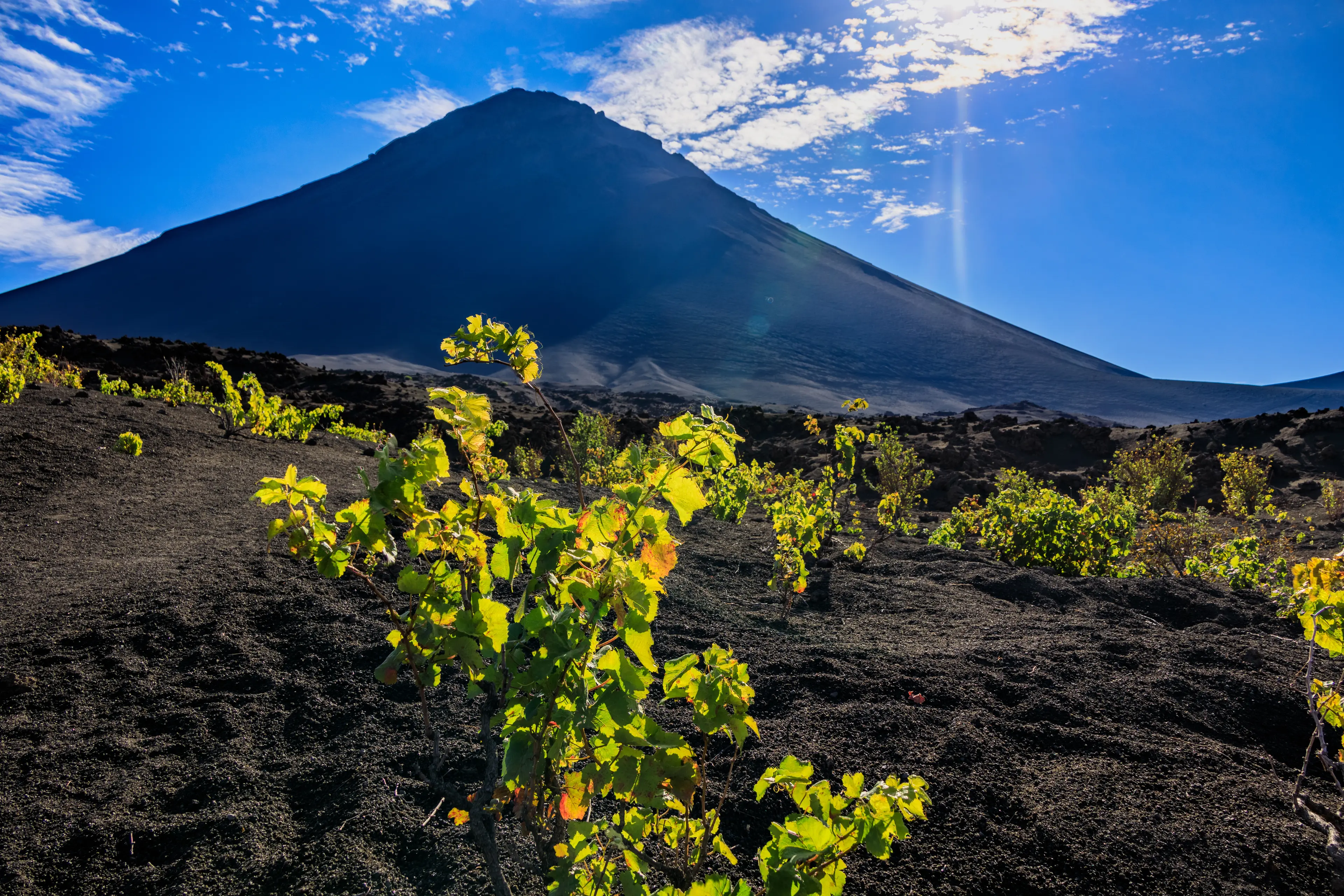 Vineyards around Fogo