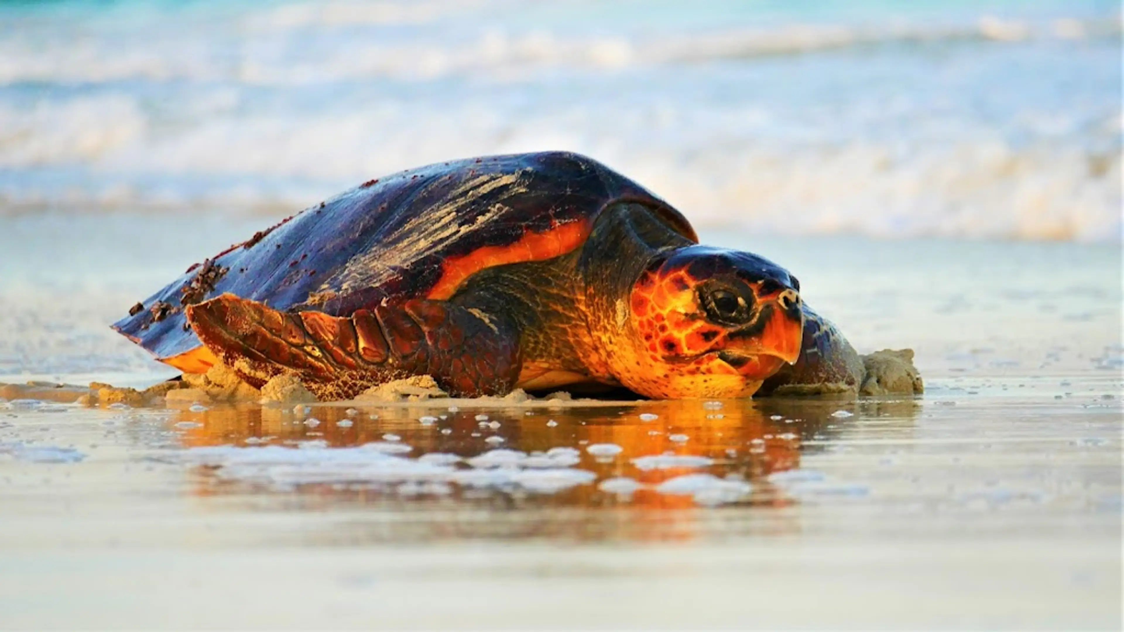 Turtle SOS Conservation center