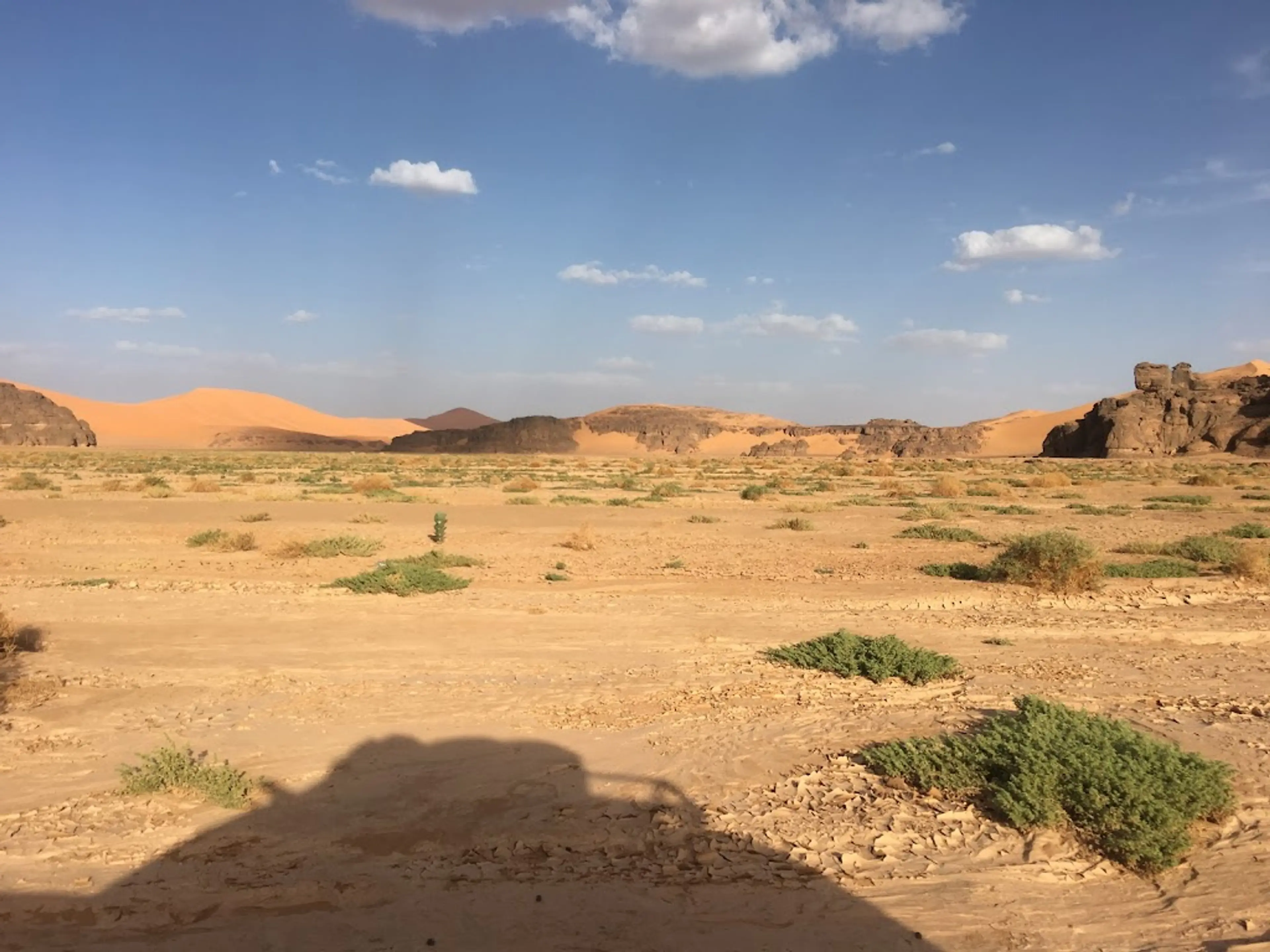 Desert Flora and Fauna