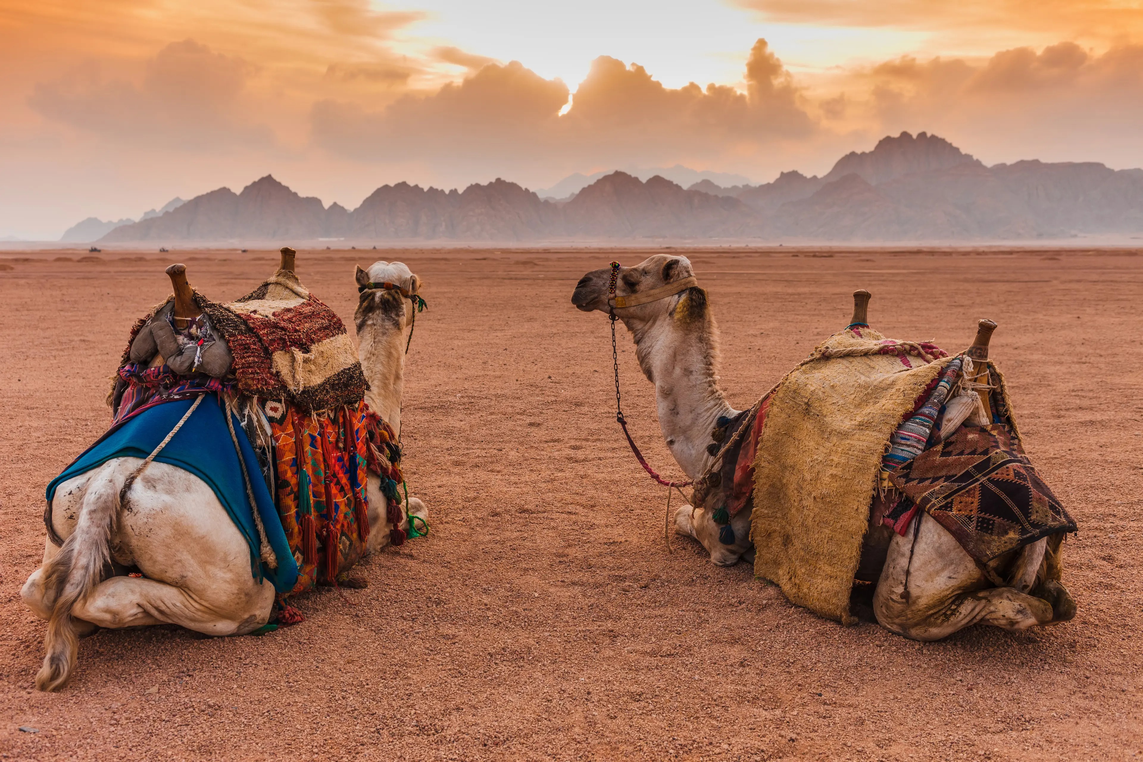 Sharm El Sheikh Desert