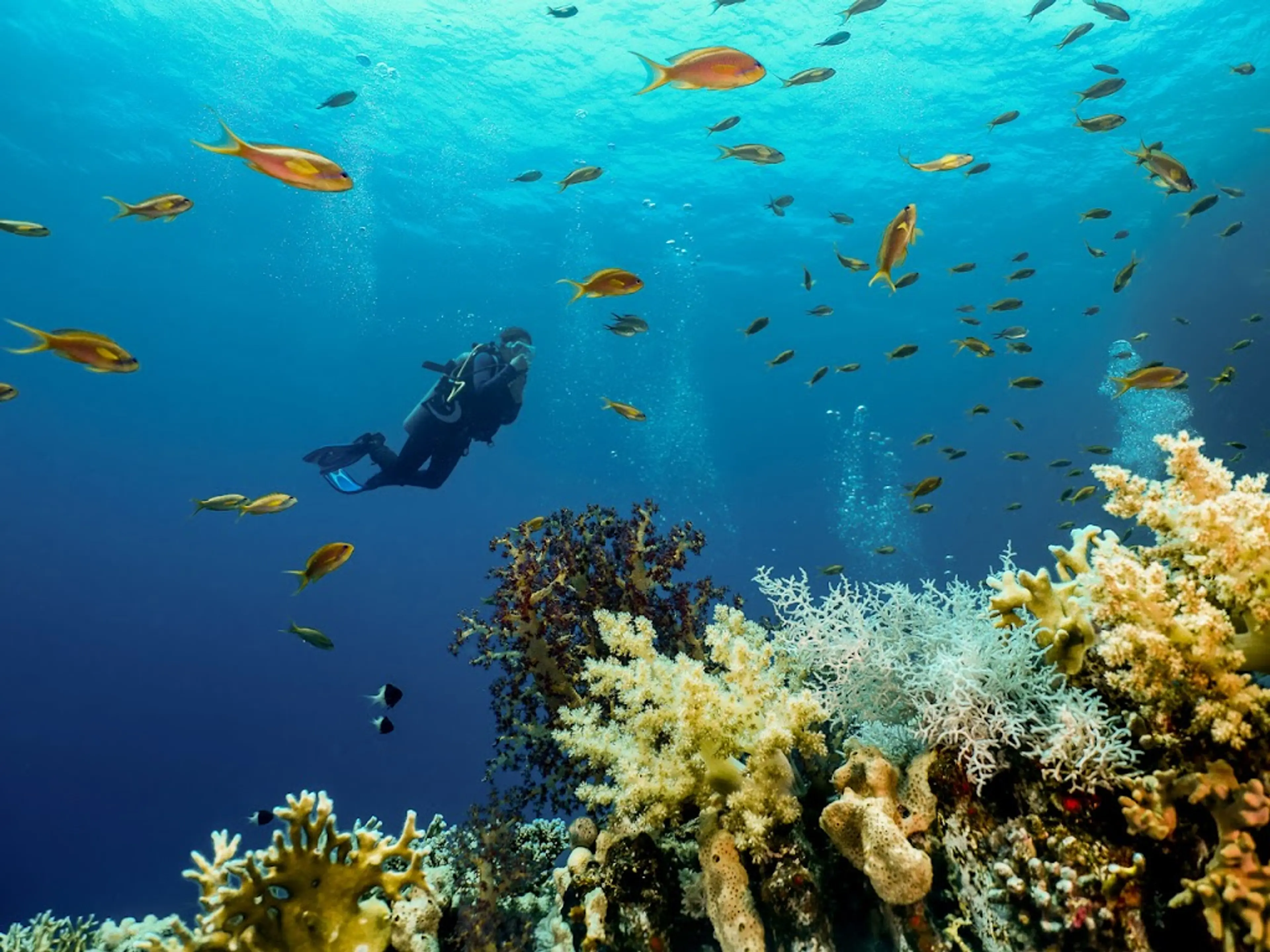 Shark and Yolanda Reefs