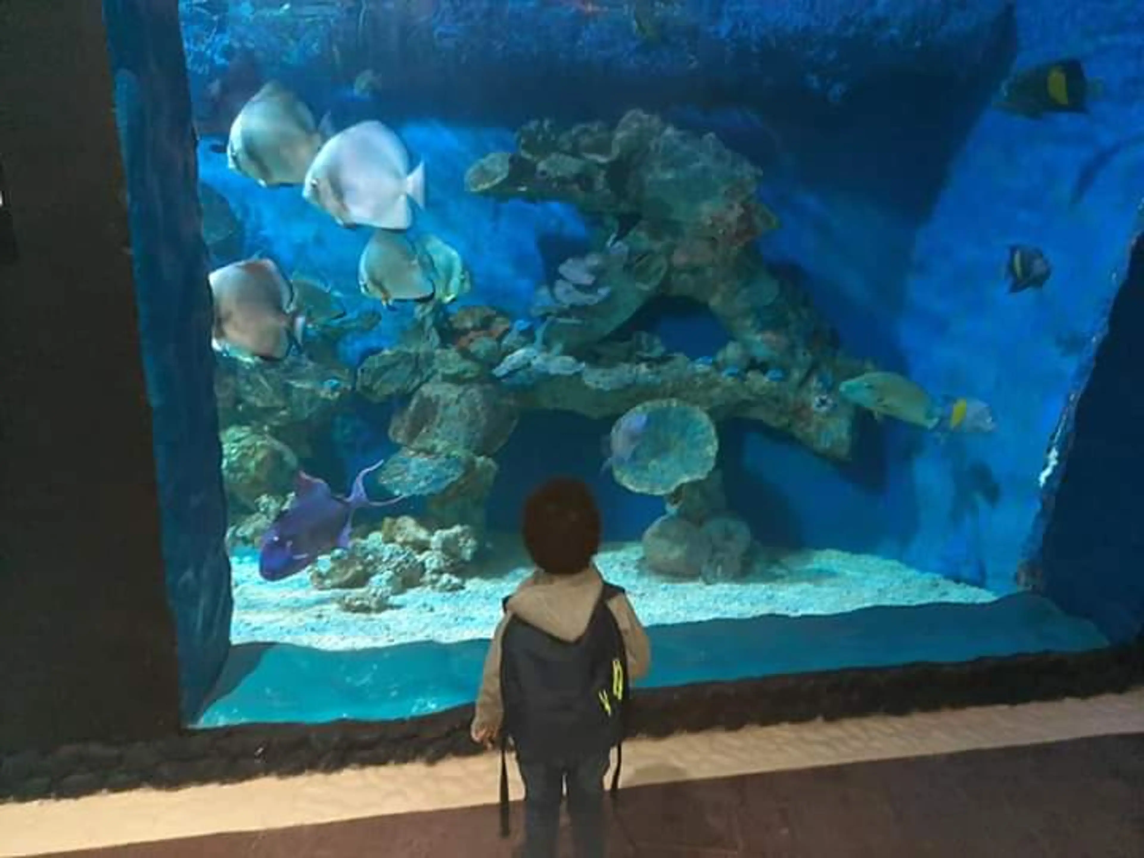 Sharm El Sheikh Aquarium