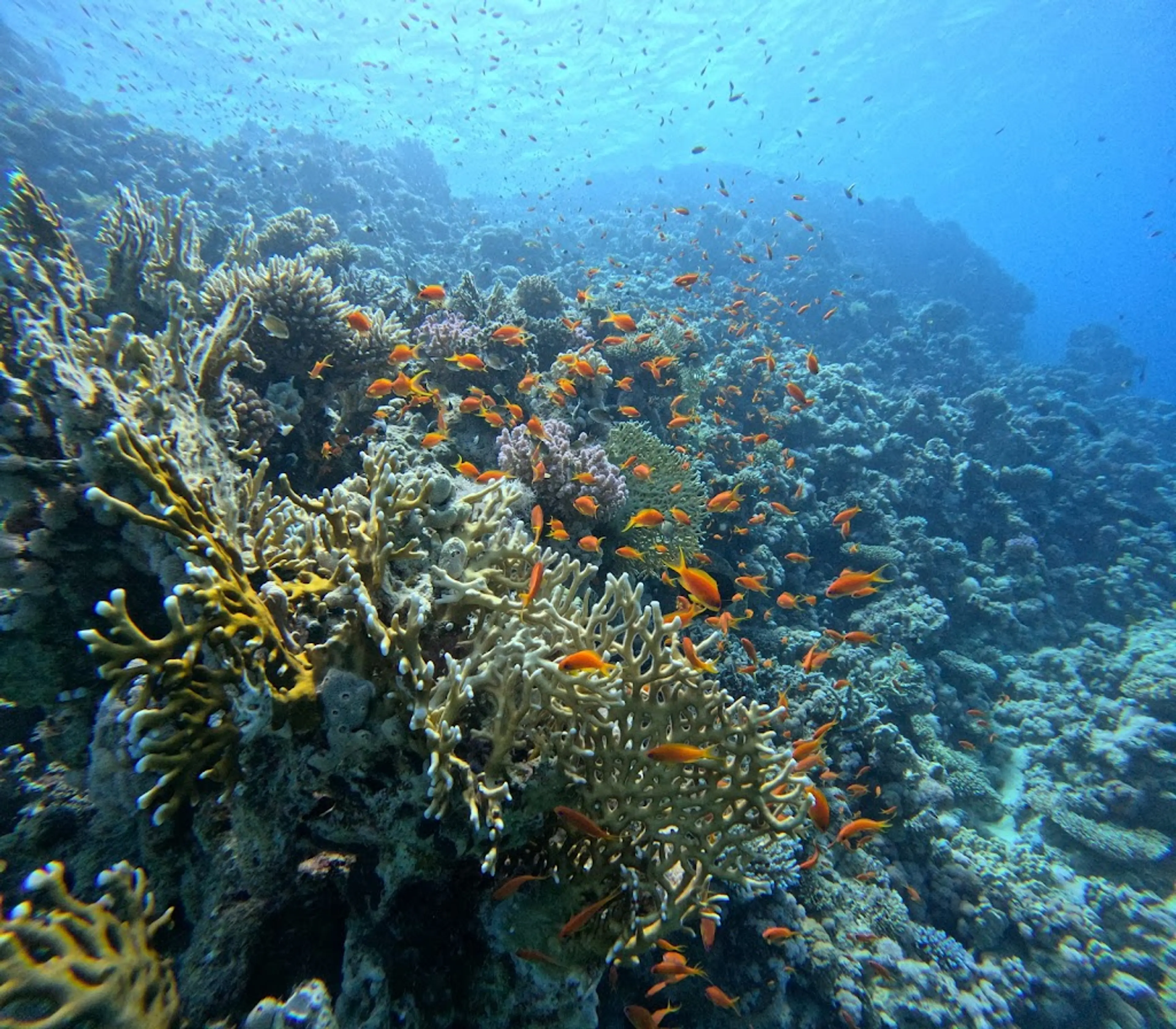 Snorkeling in the Red Sea