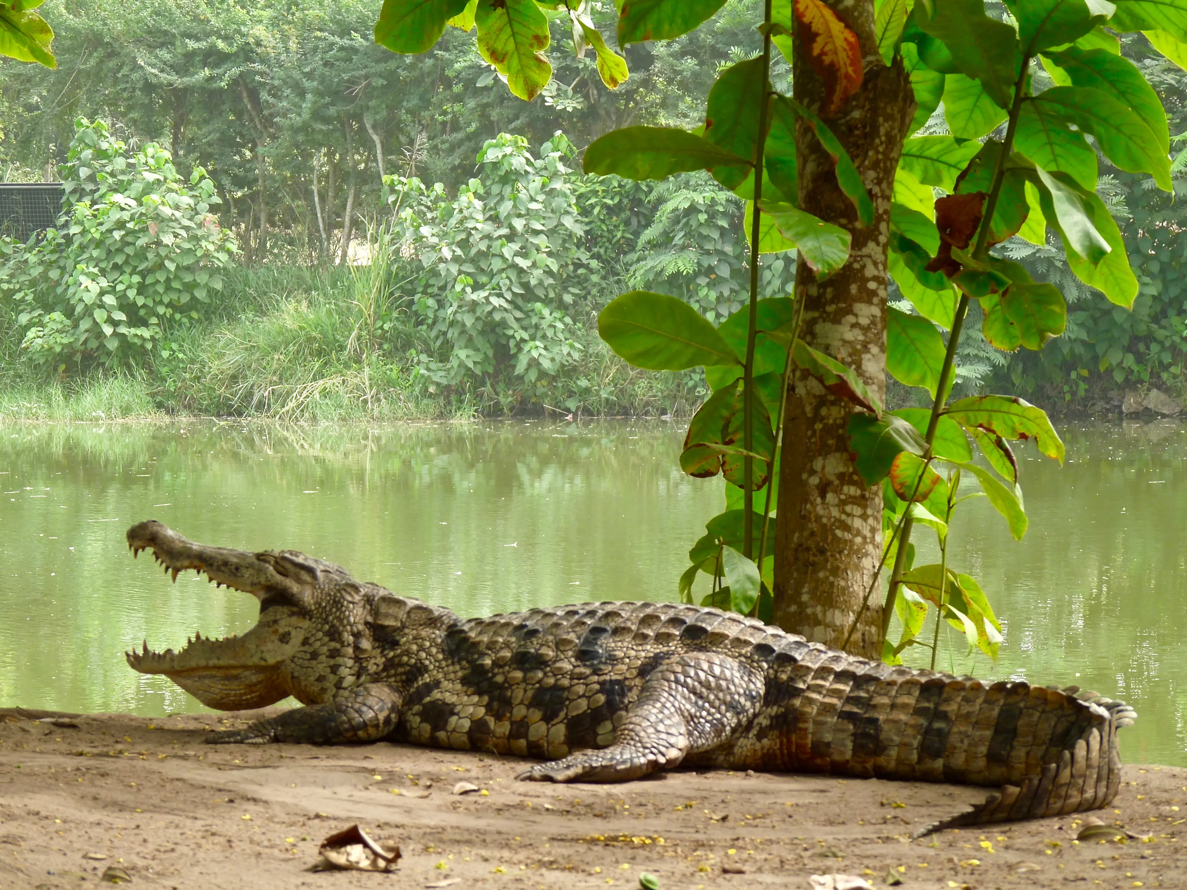 Accra Zoo