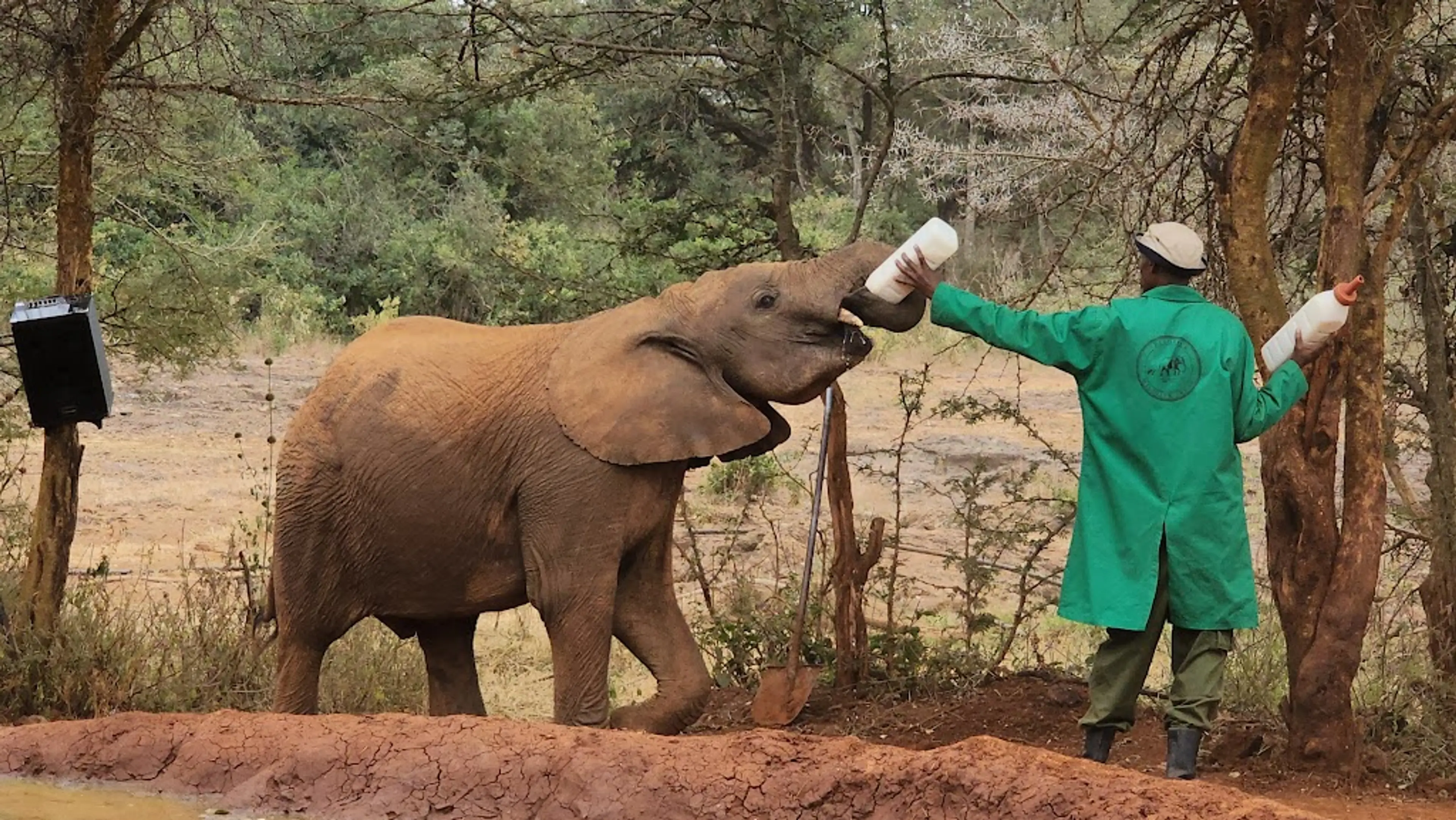 David Sheldrick Wildlife Trust