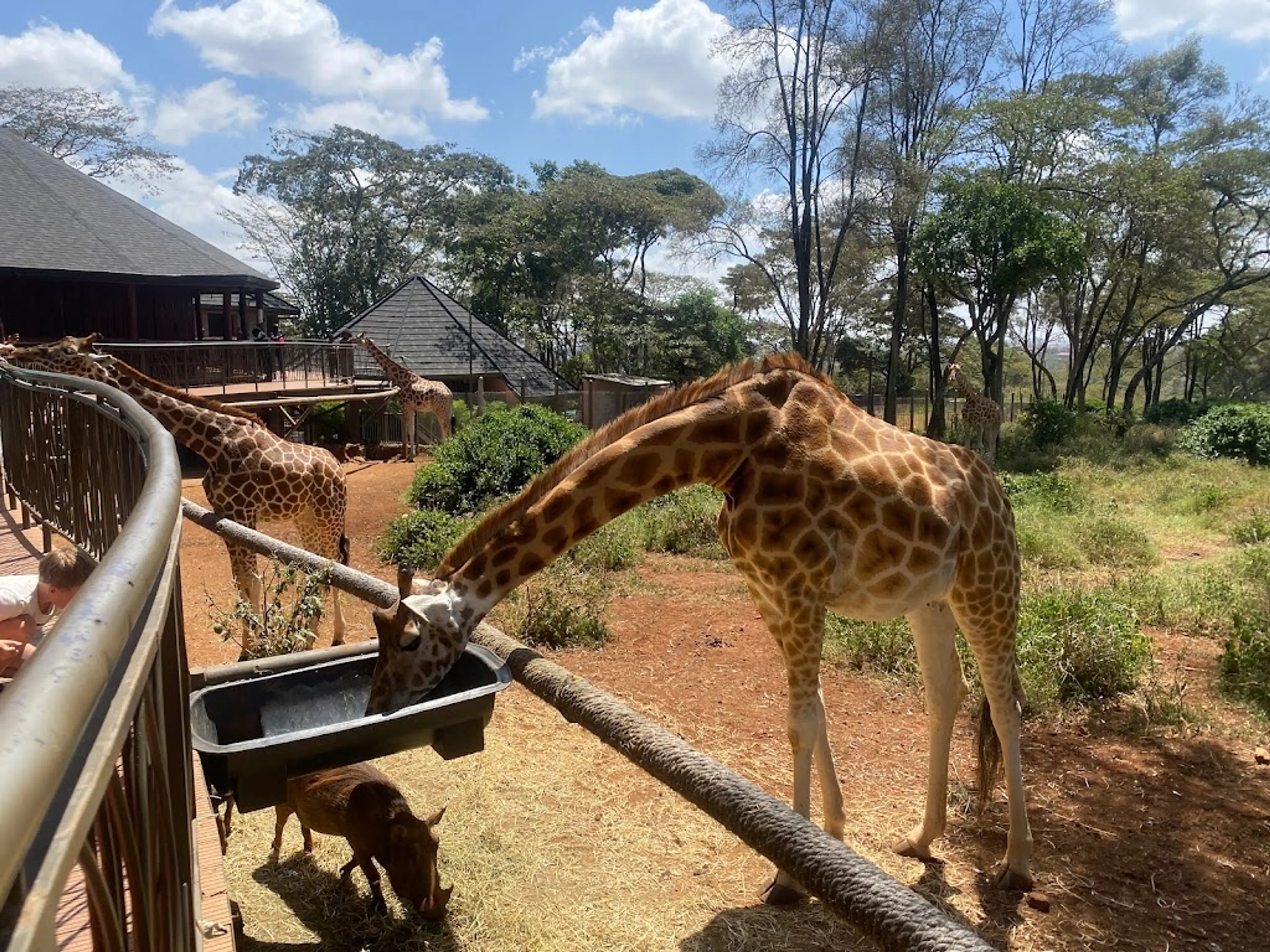 Giraffe Centre