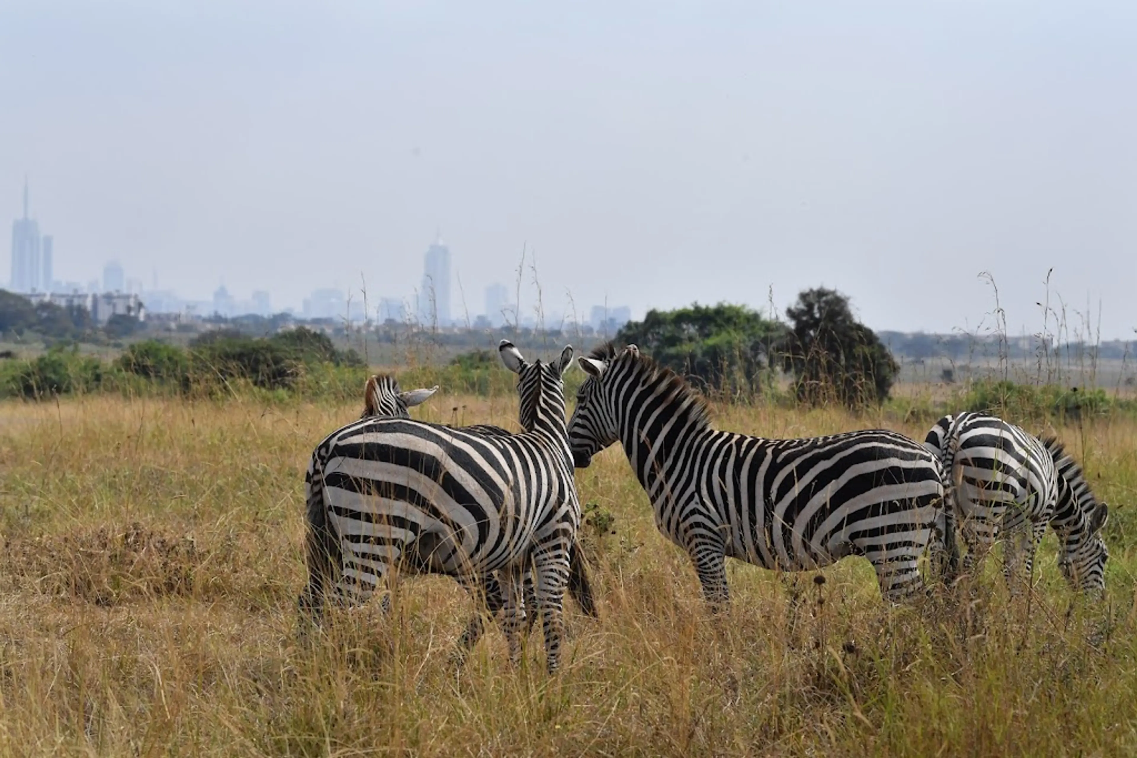 Nairobi National Park