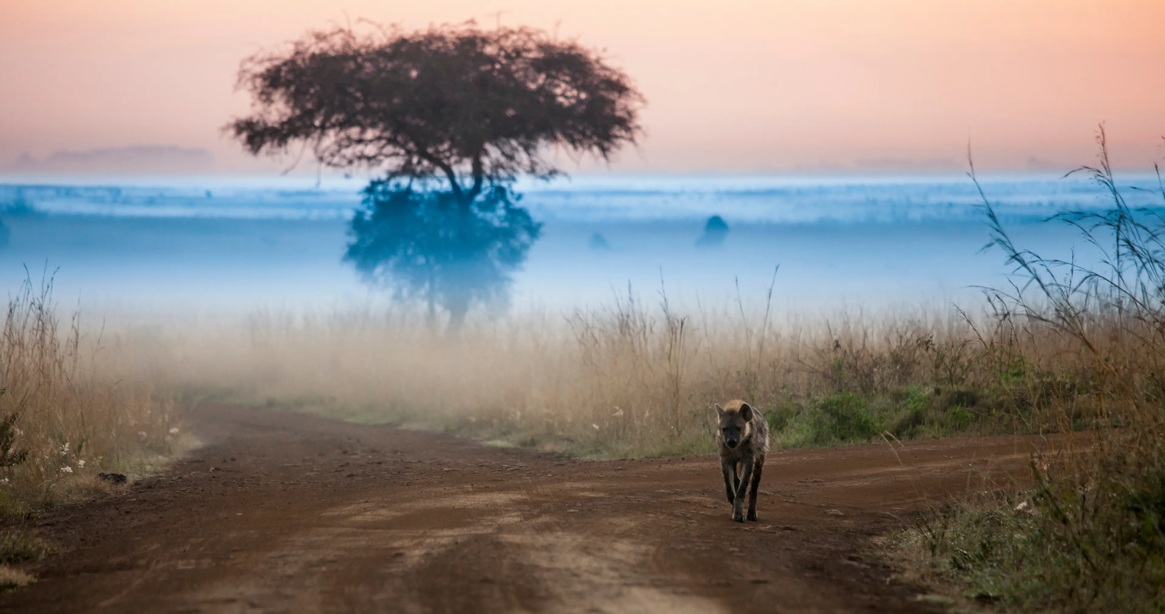 Night safari