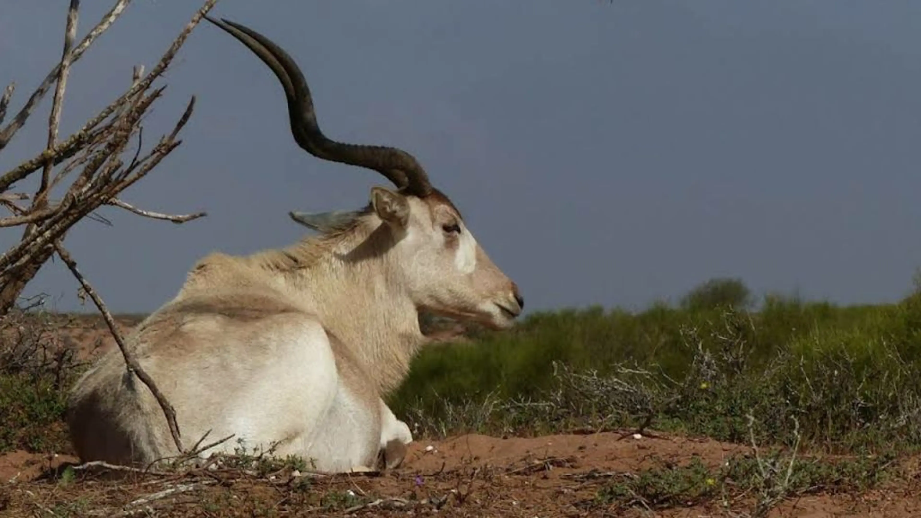 Souss-Massa National Park