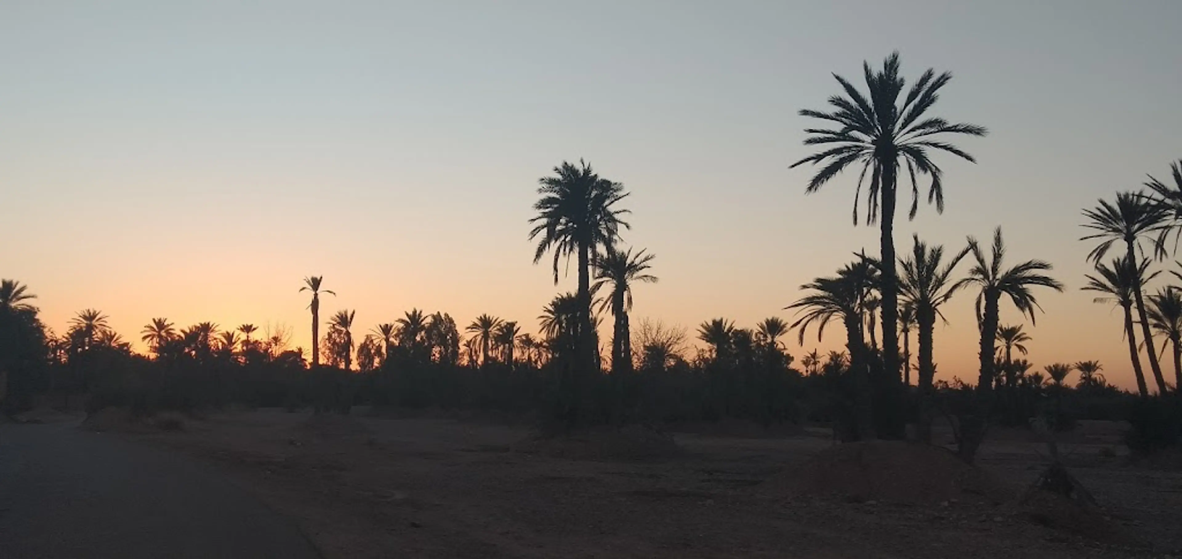 Palm Grove
