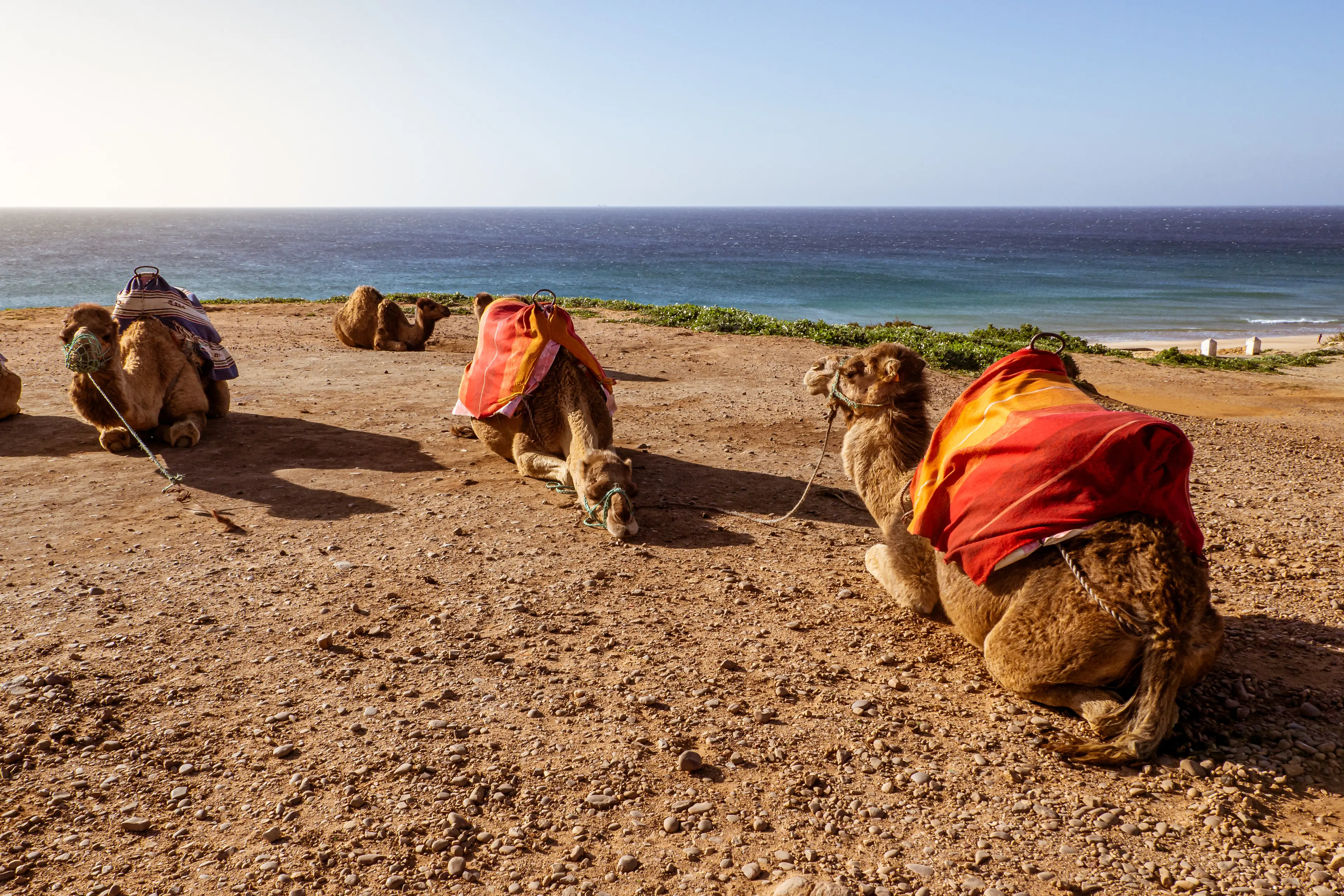 Camel Ride