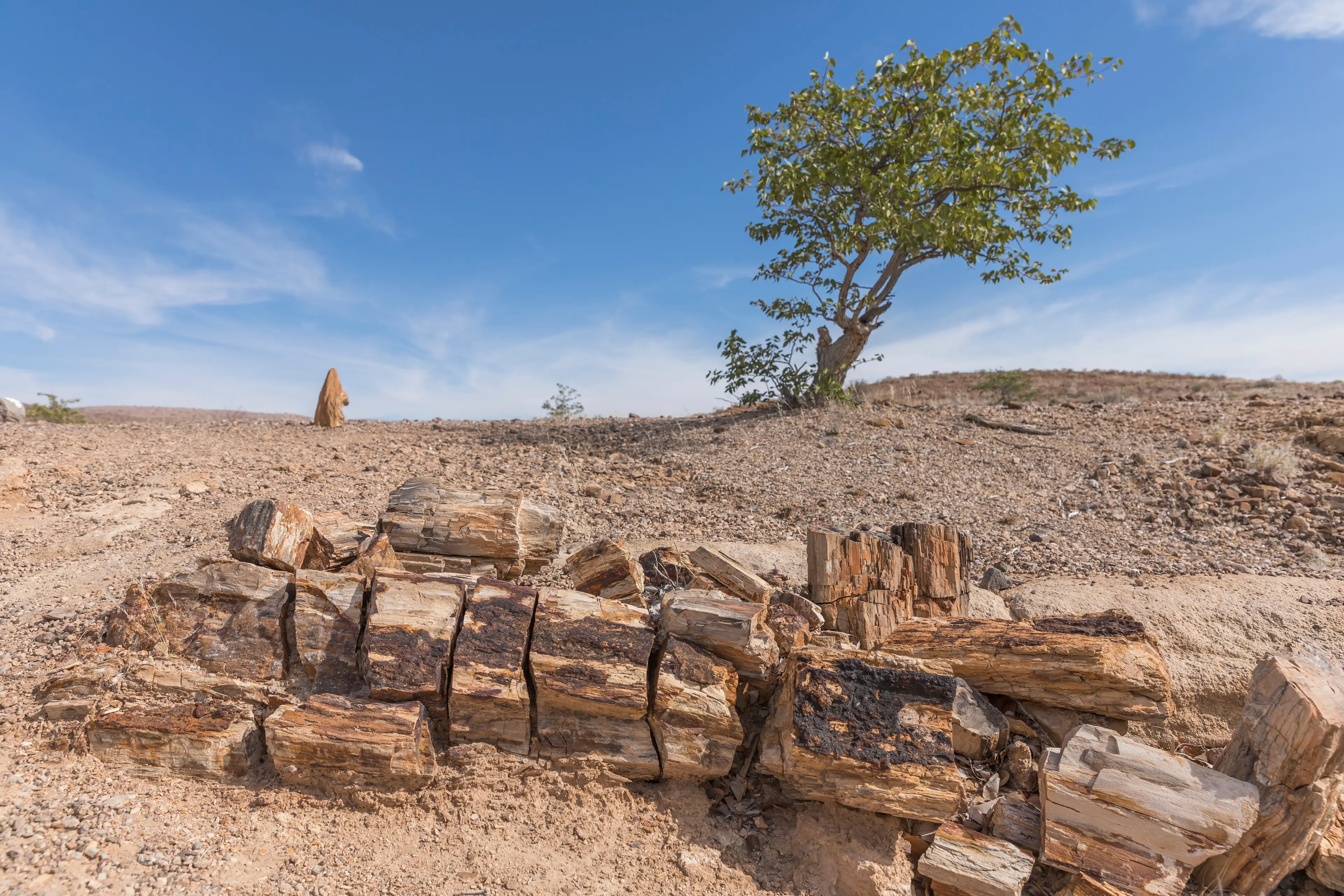 Petrified Forest