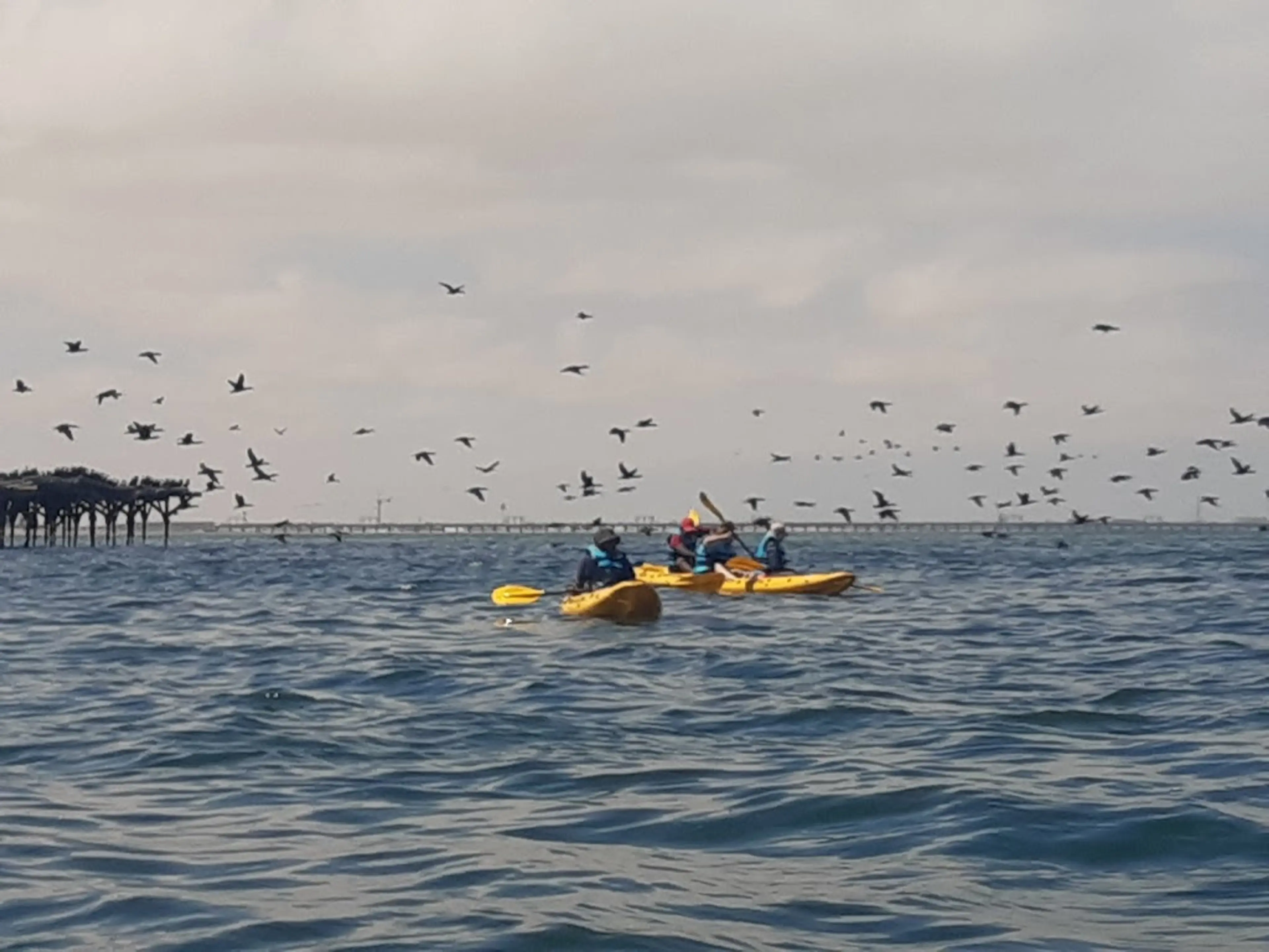 Dolphin and Seal Watching Tour
