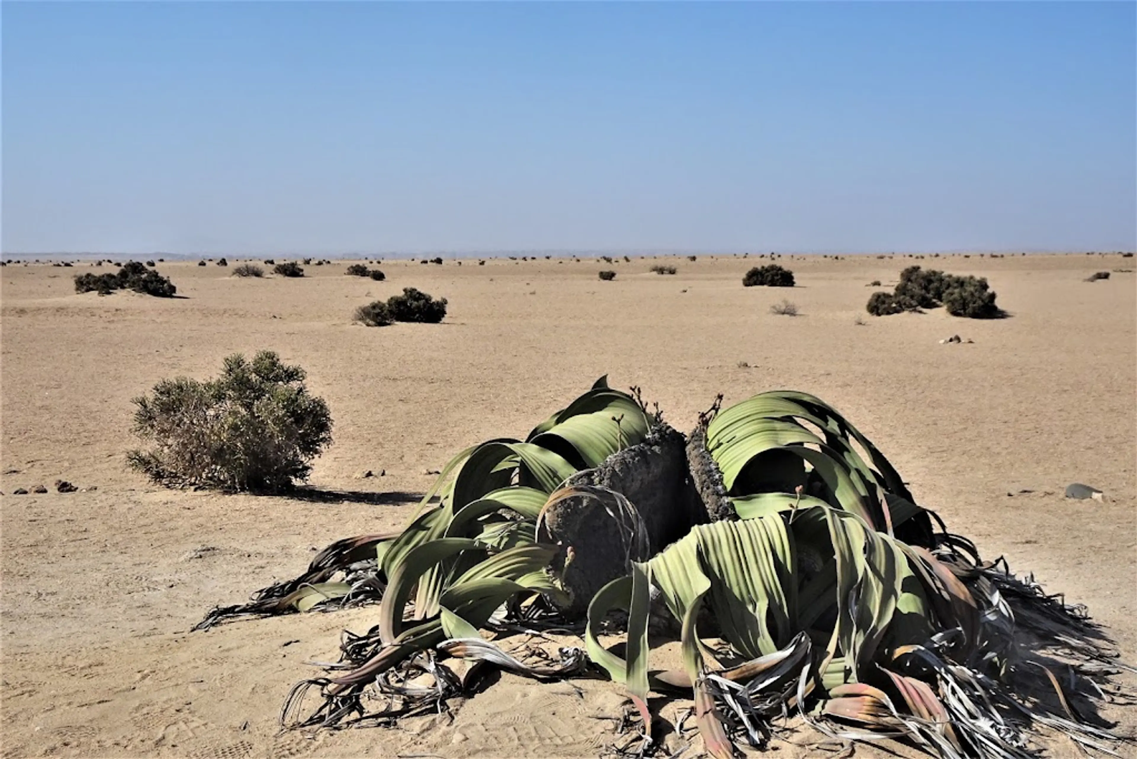 Welwitschia Plains