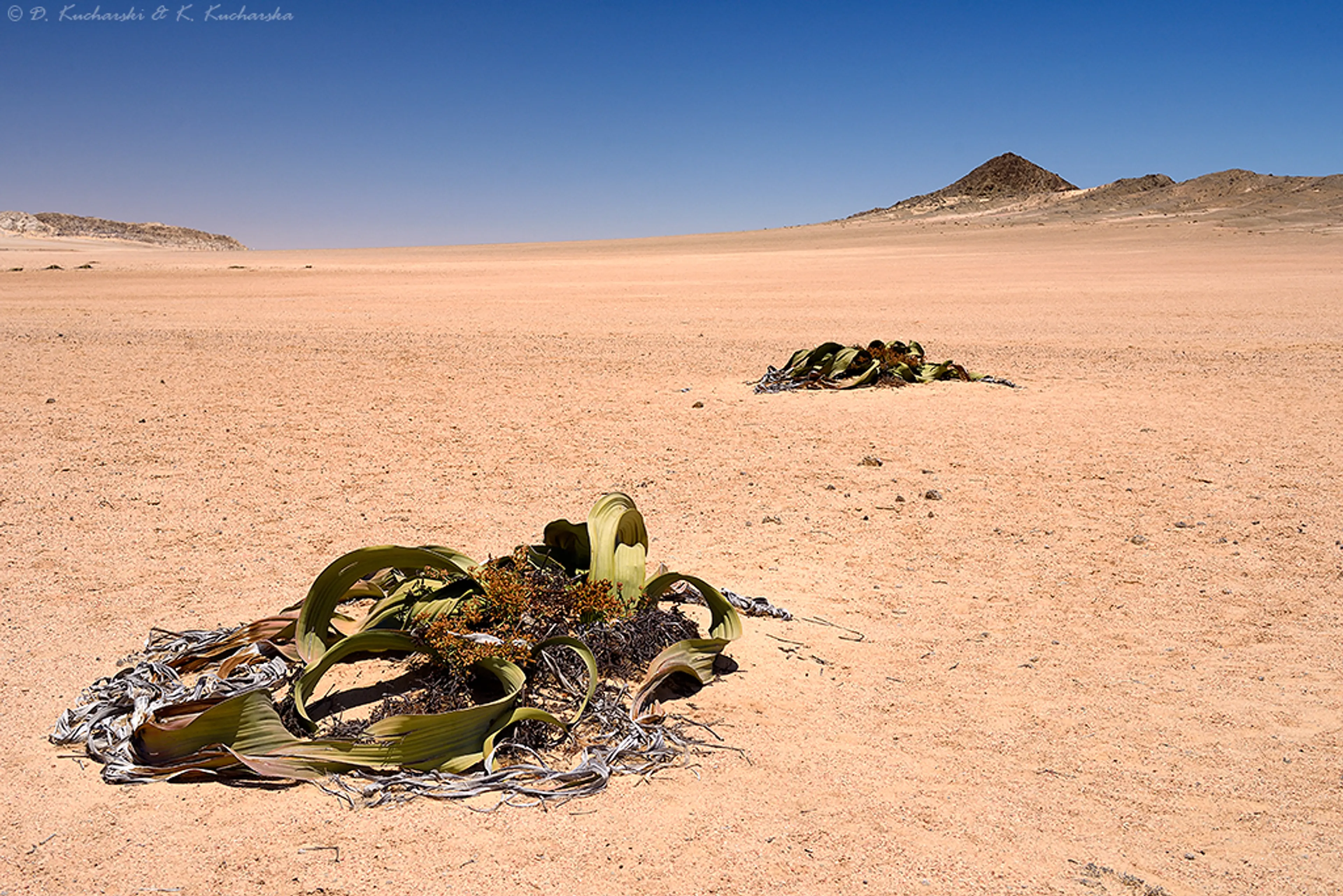 Welwitschia Plains & Moon Landscape