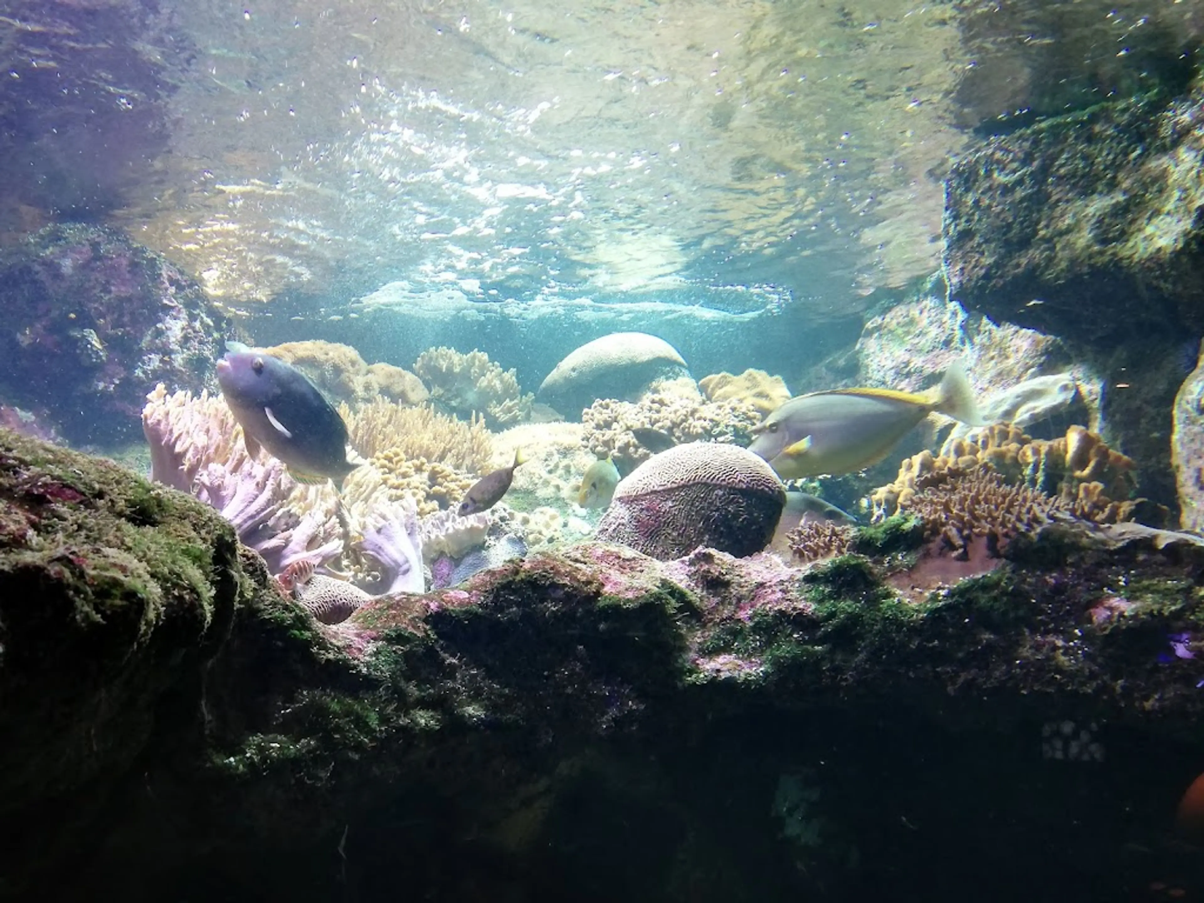 Aquarium of Reunion