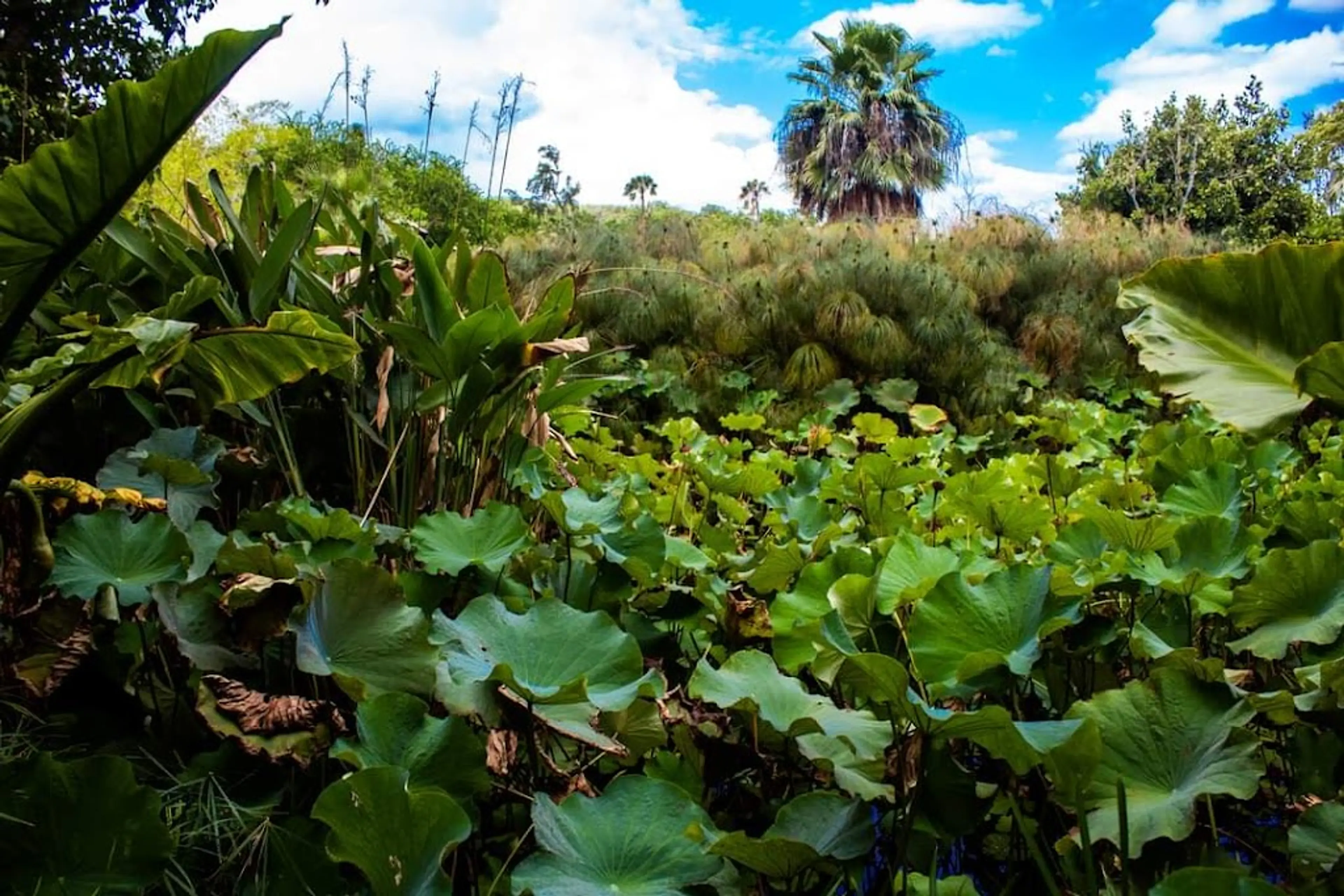 Botanical Garden