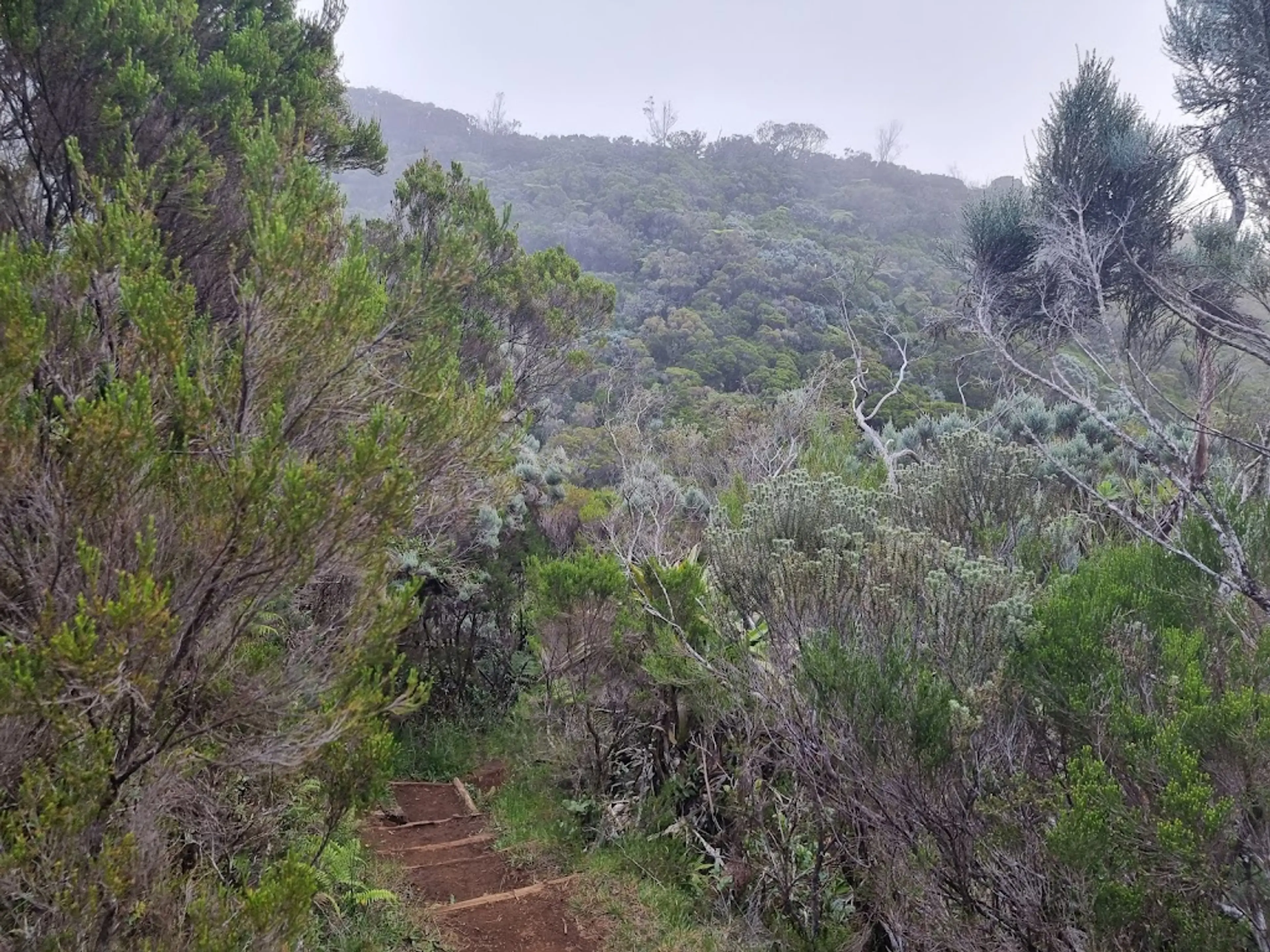 Forest Trails