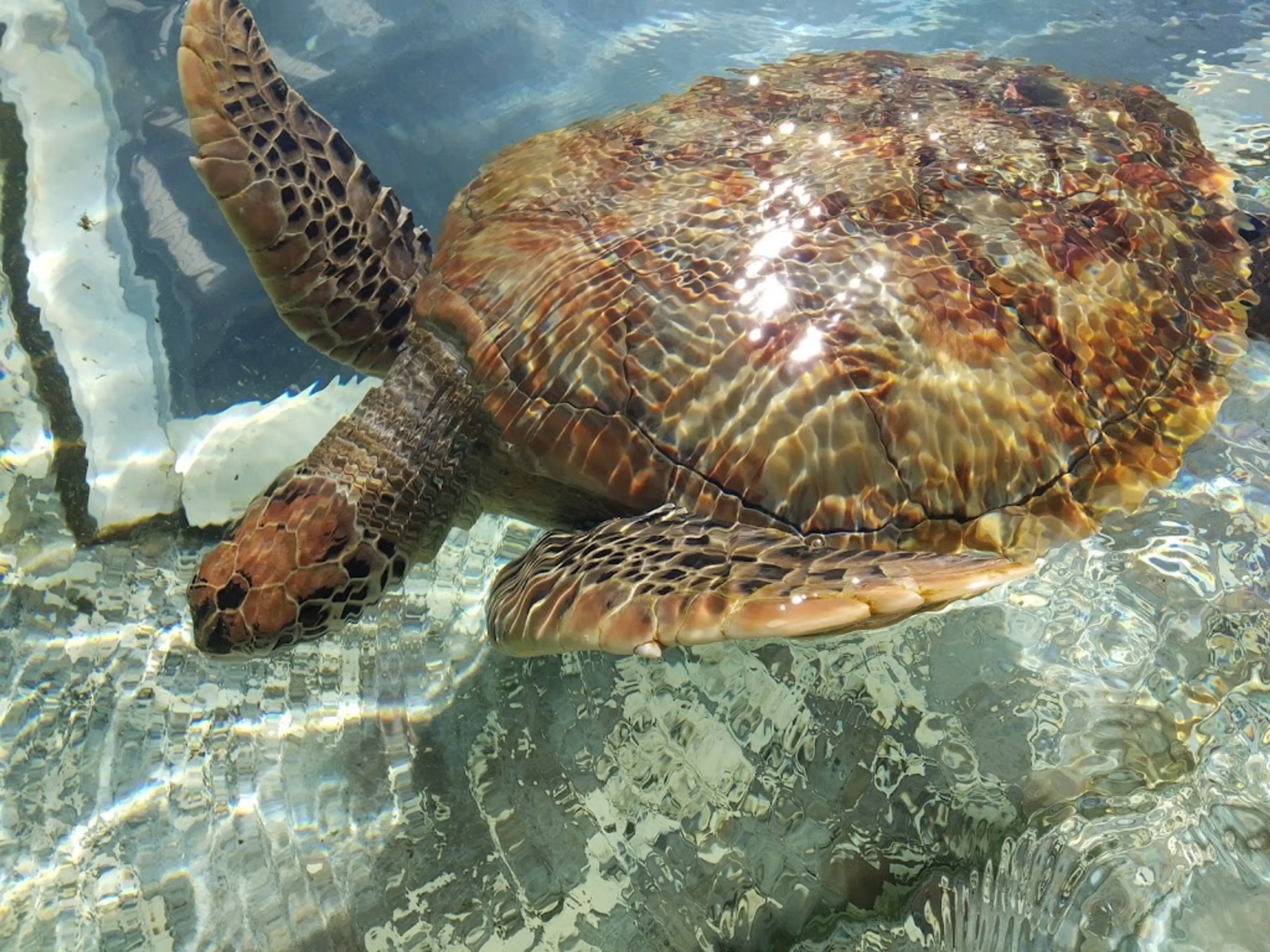 Kelonia turtle sanctuary