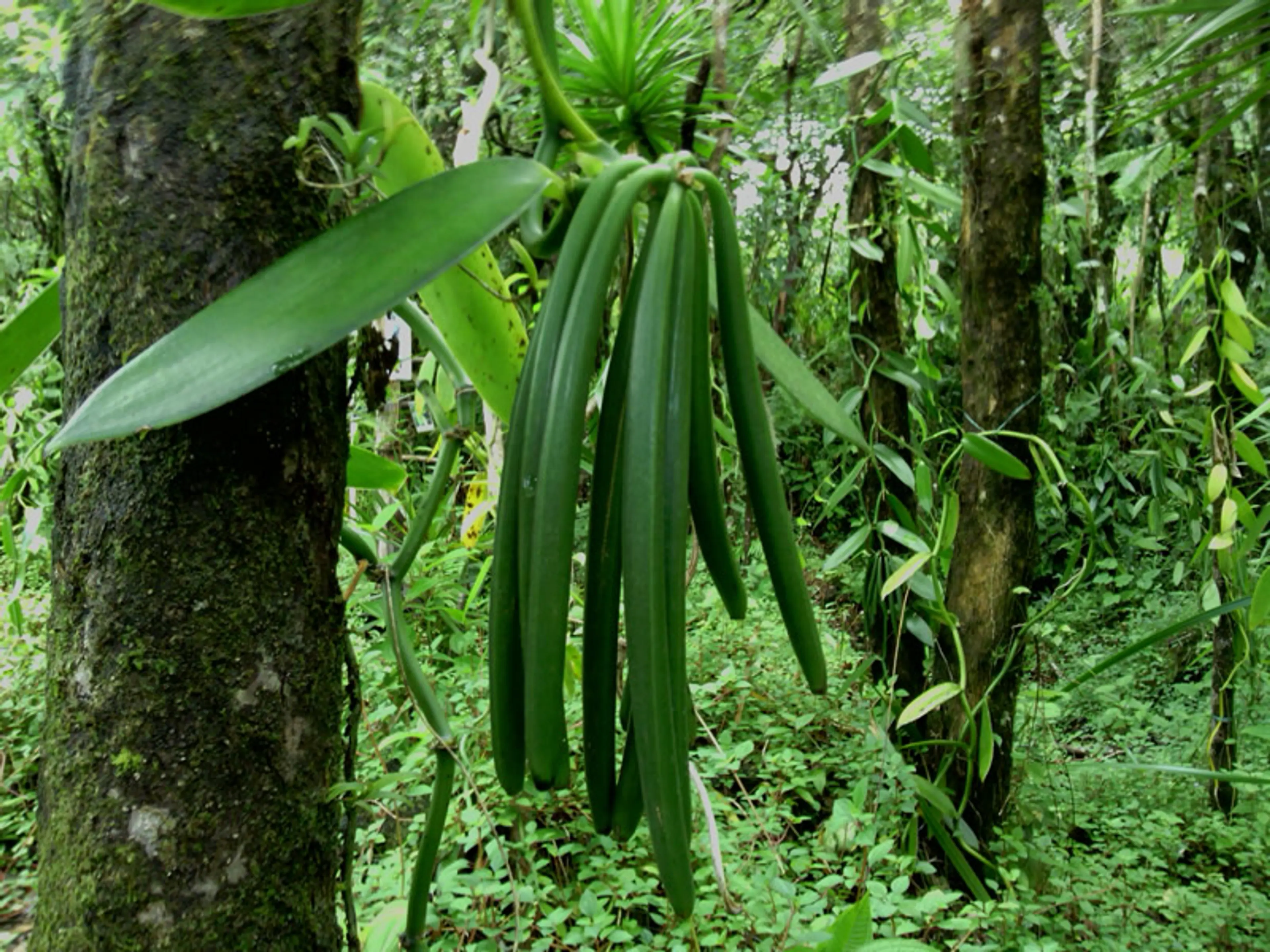 Vanilla Plantations