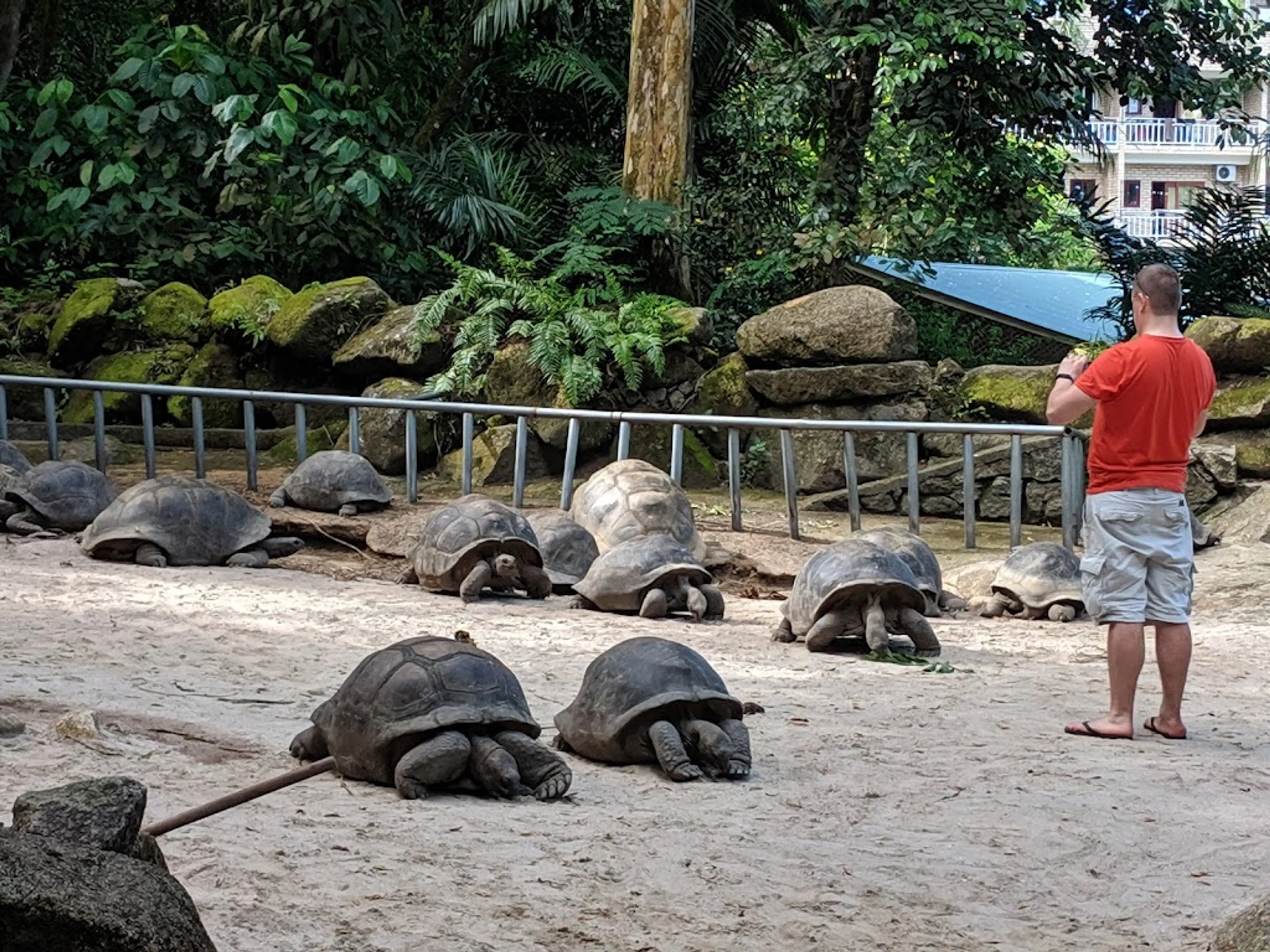 Giant Tortoise pen