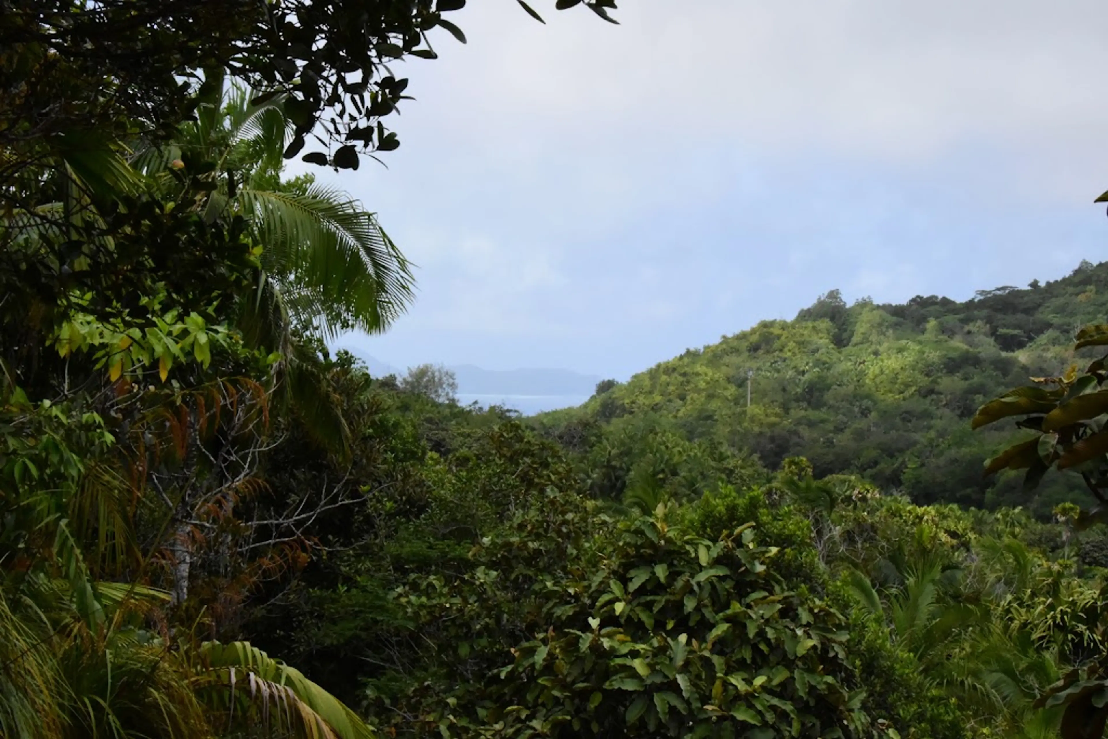 Vallée de Mai Nature Reserve