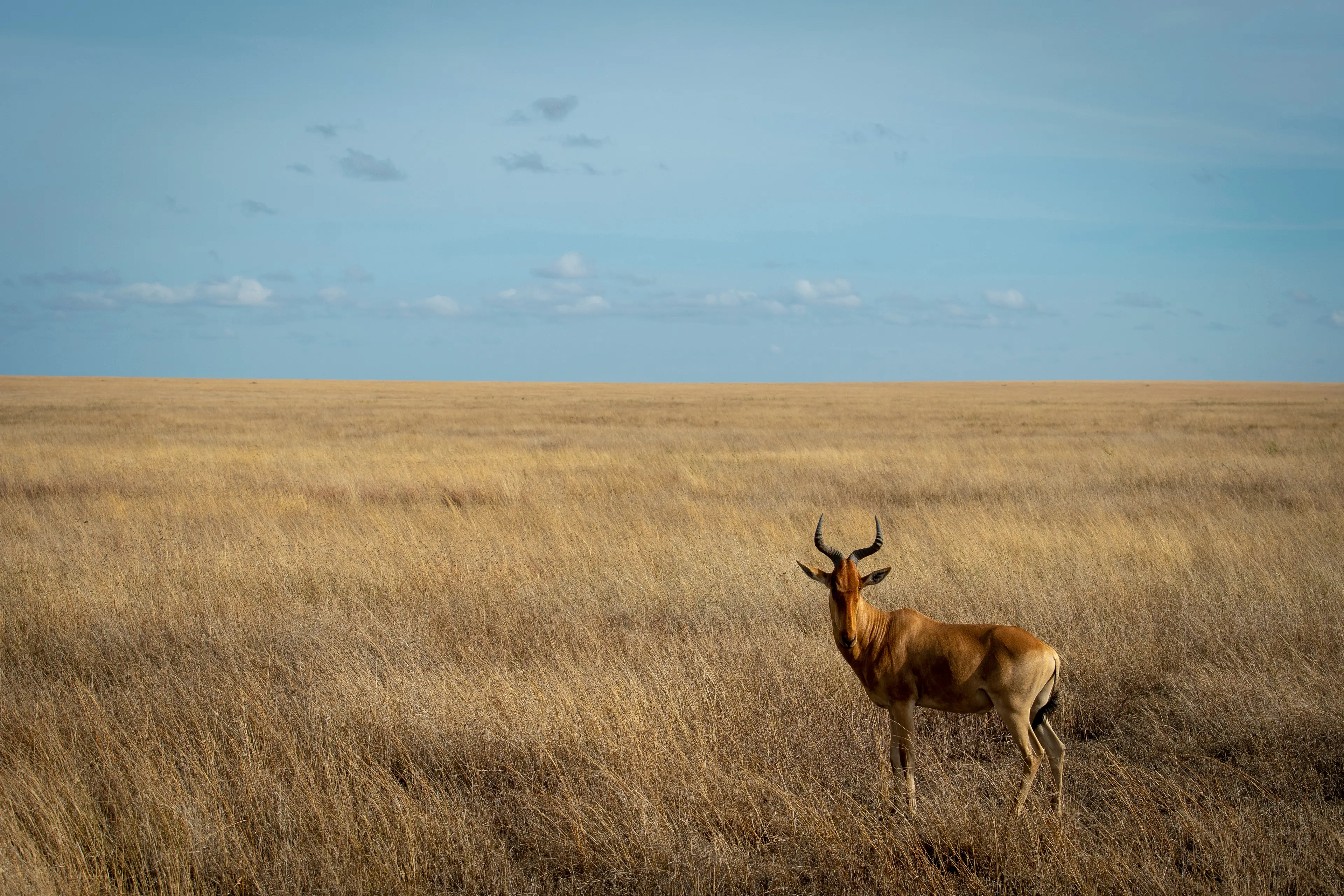 Central Serengeti