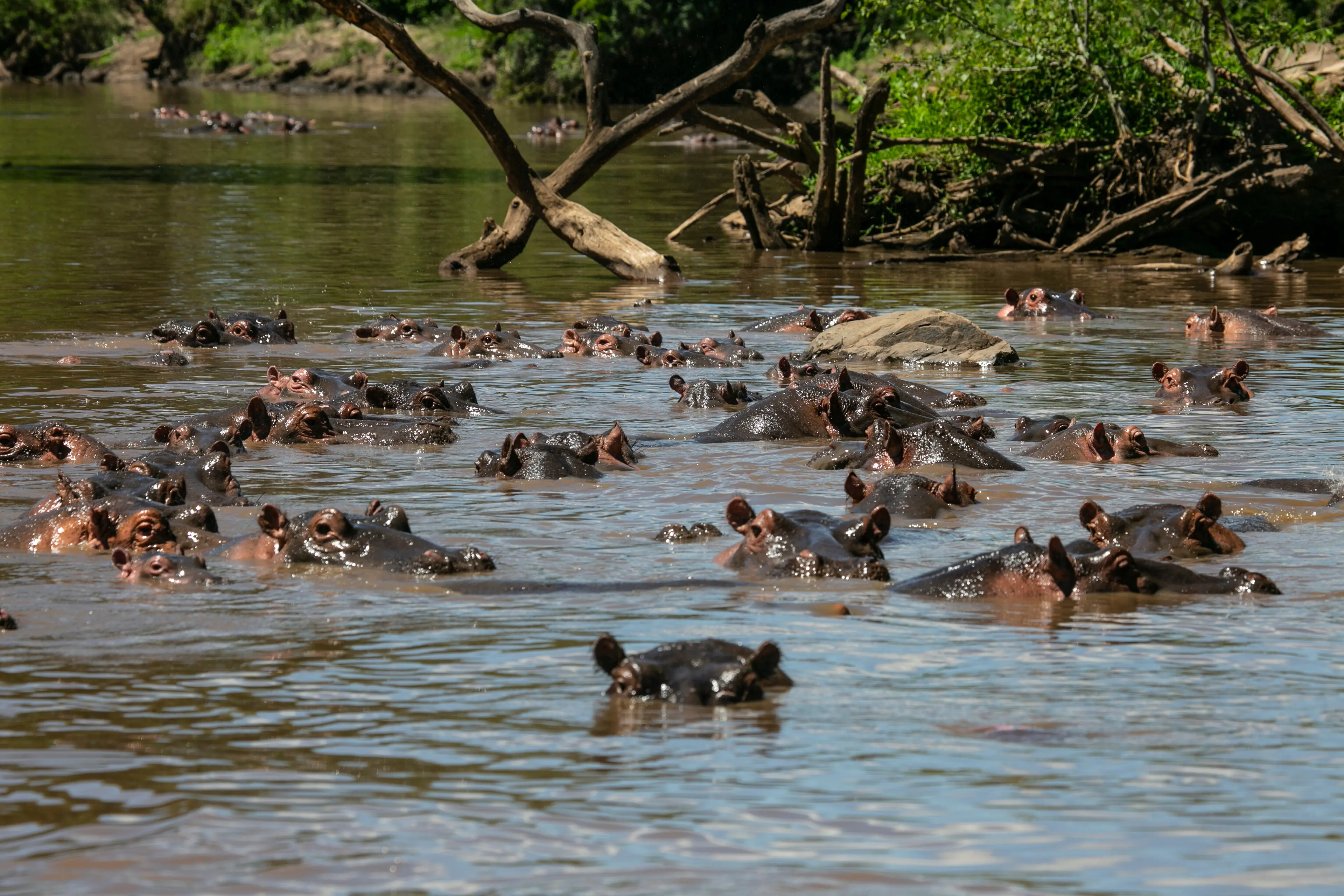 Game Drive to Grumeti River