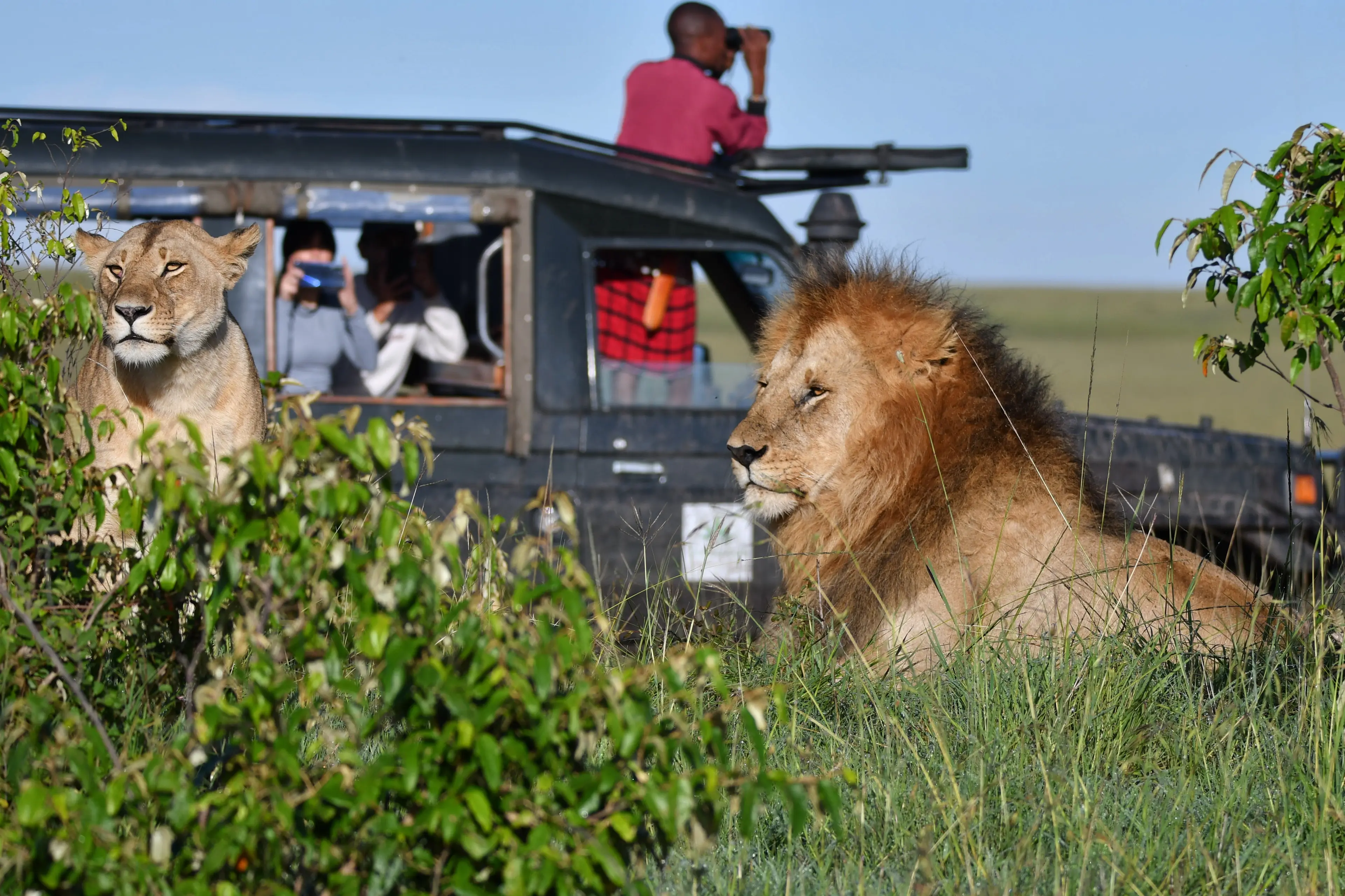 Guided Safari Tour