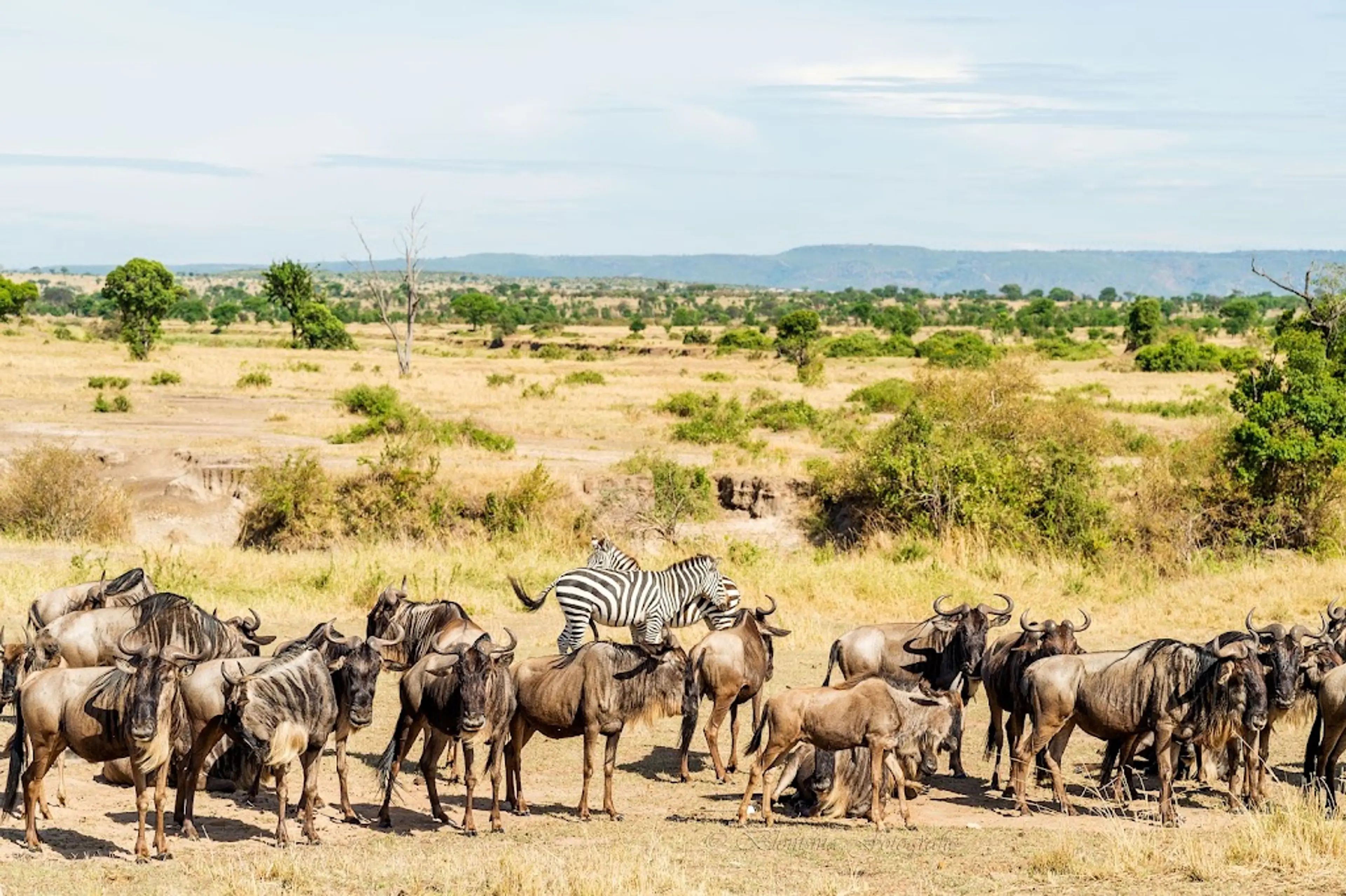 Game drive in the western corridor