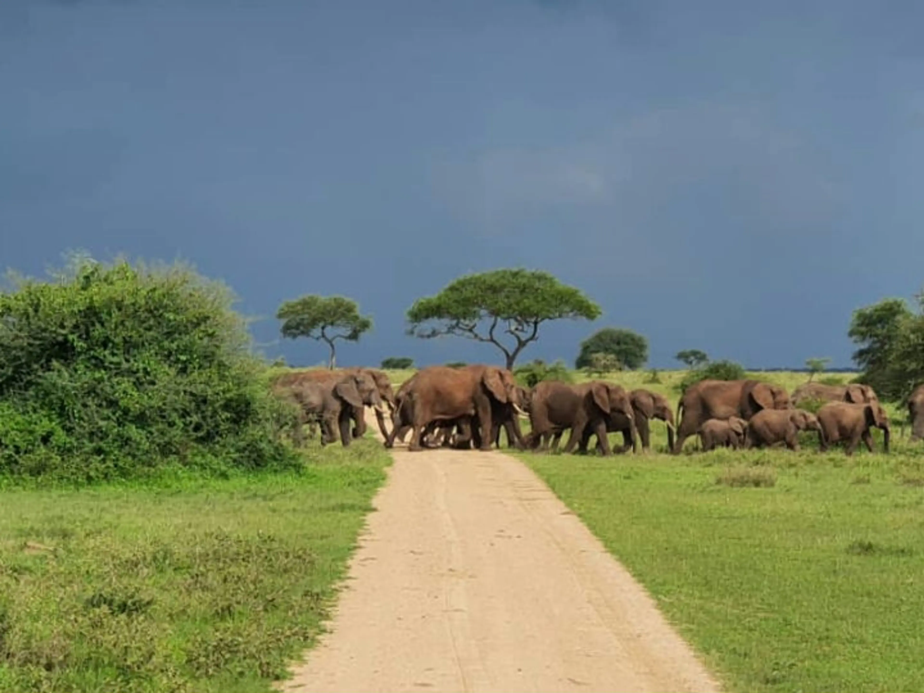 Guided Walk in the Serengeti