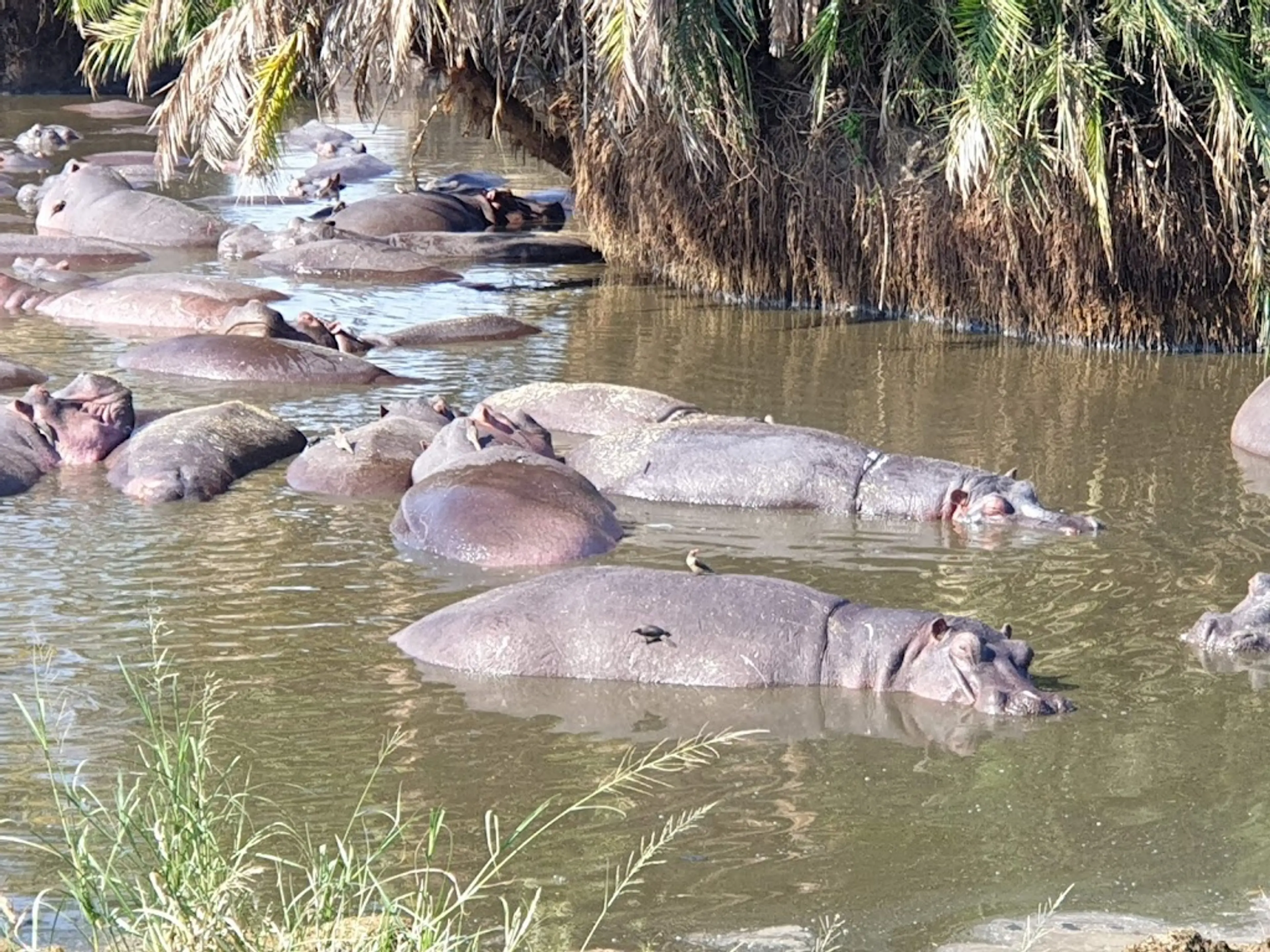 Hippo pool