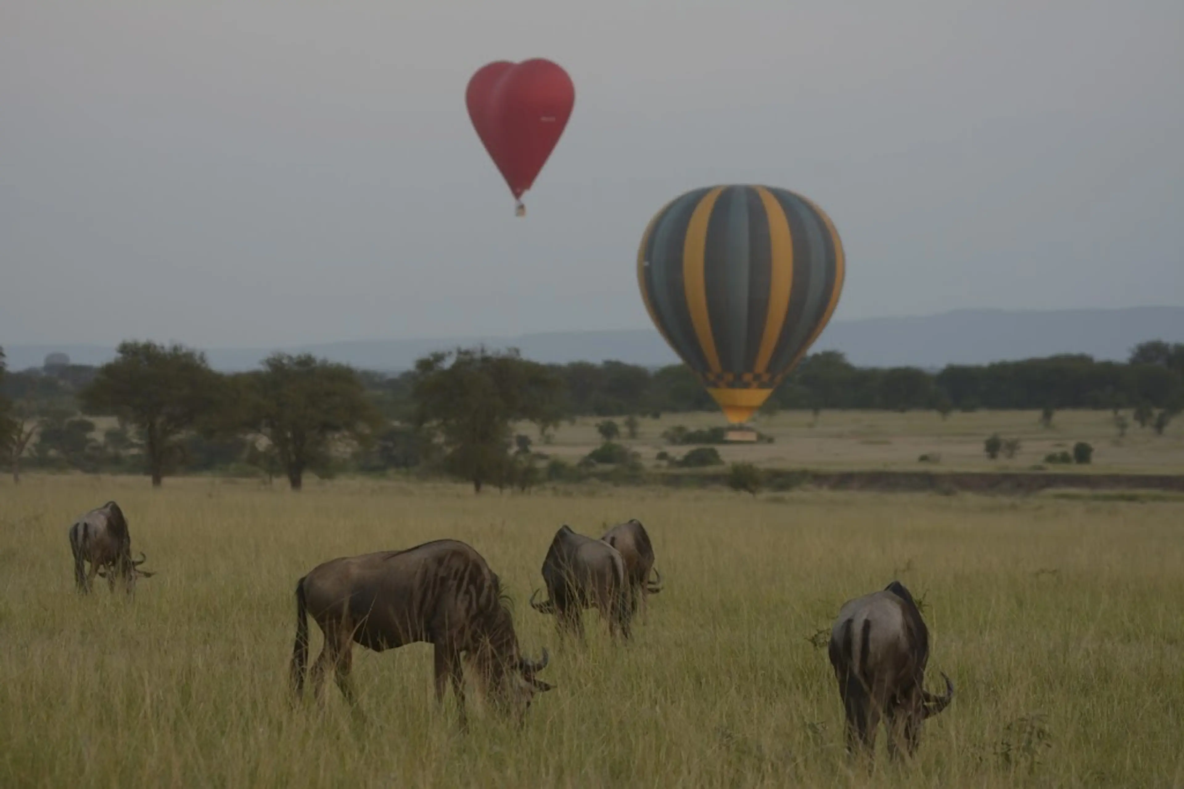 Hot Air Balloon Safari