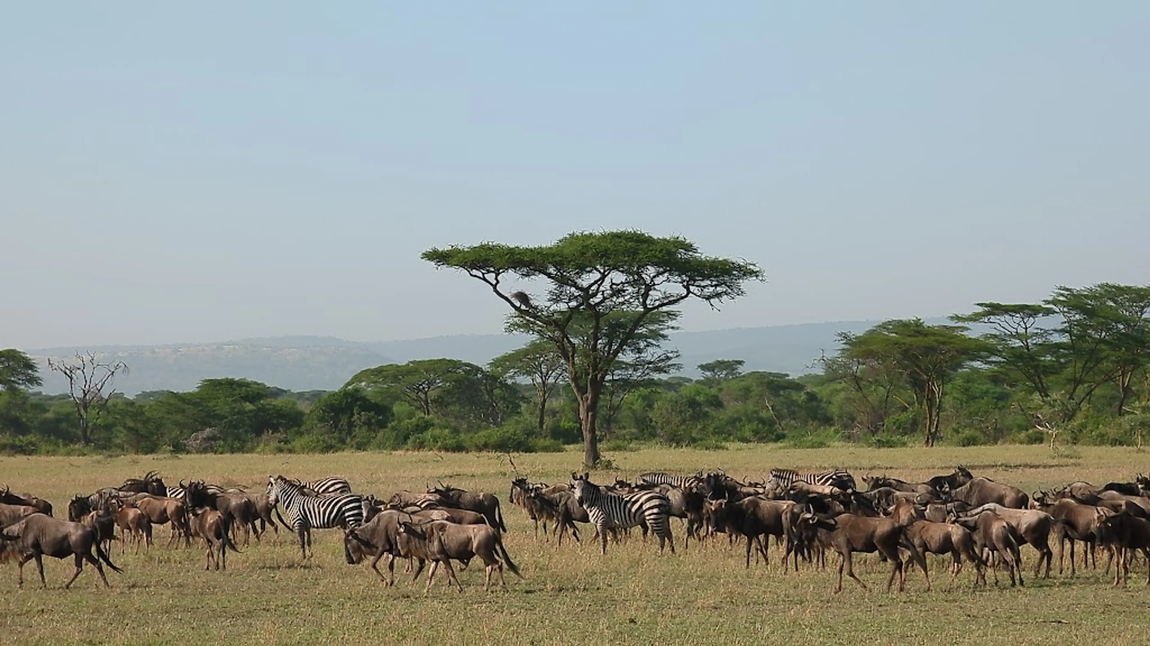 Ngorongoro Crater