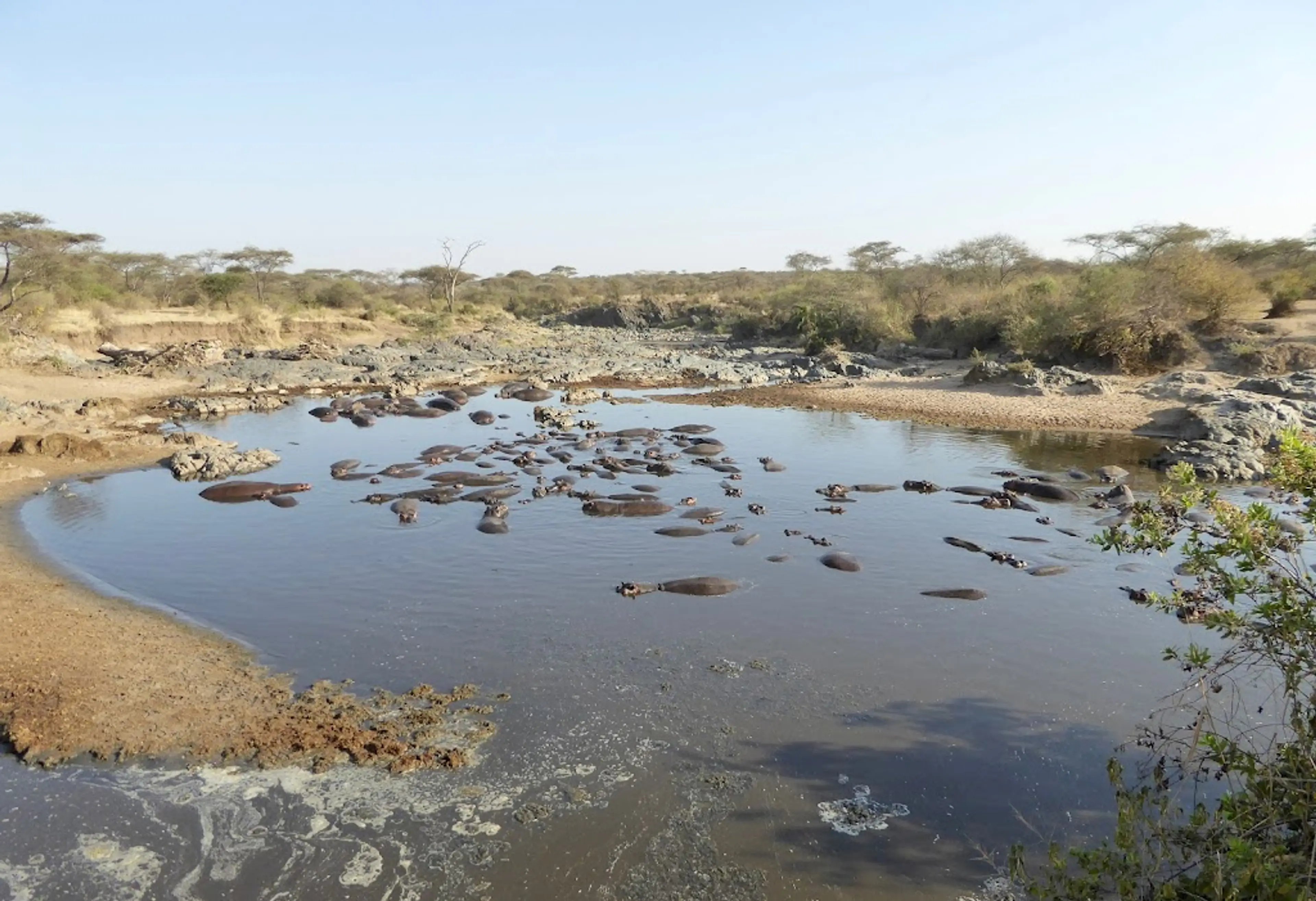 Retima Hippo Pool