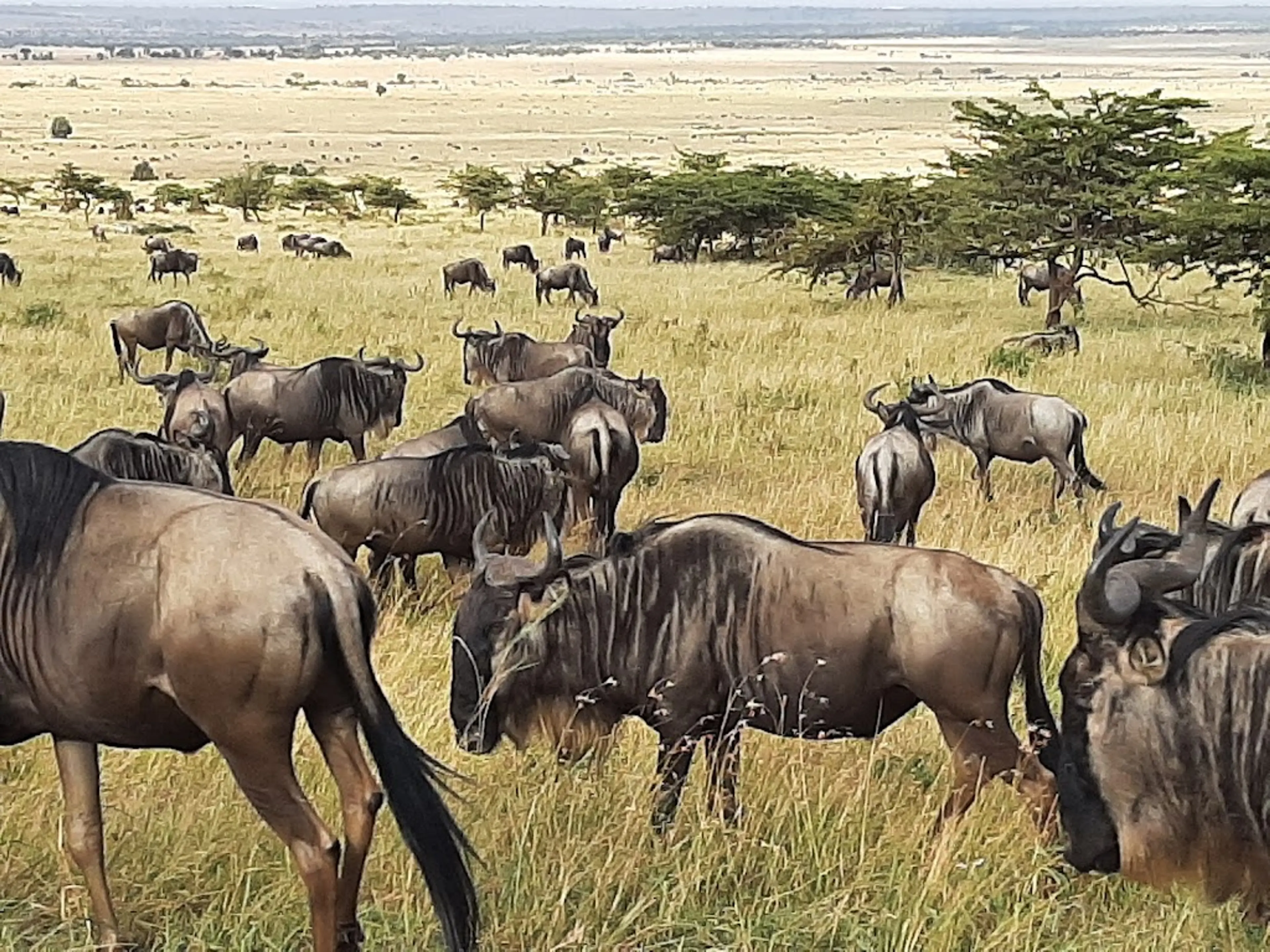 Serengeti National Park