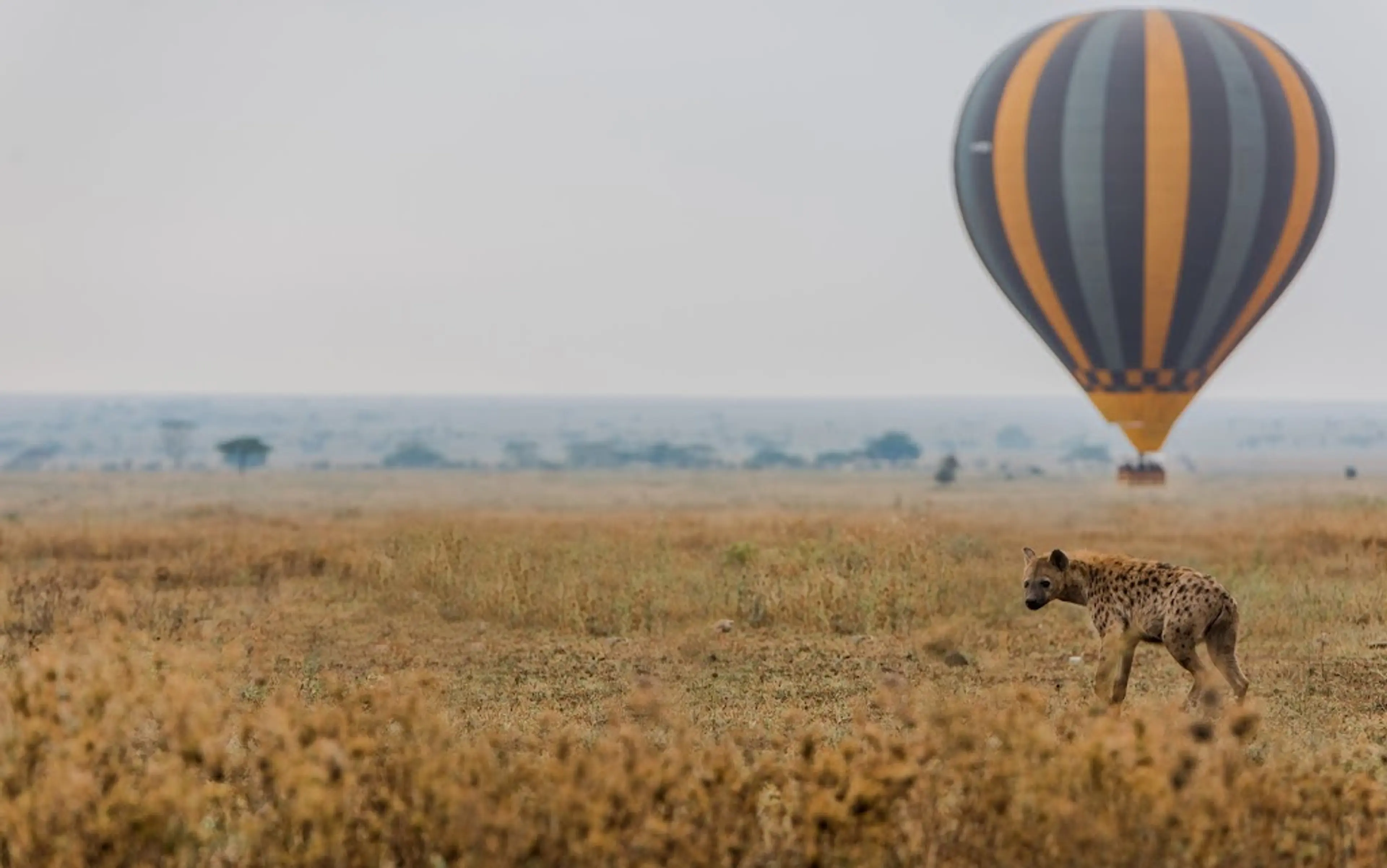 Sunrise hot air balloon safari