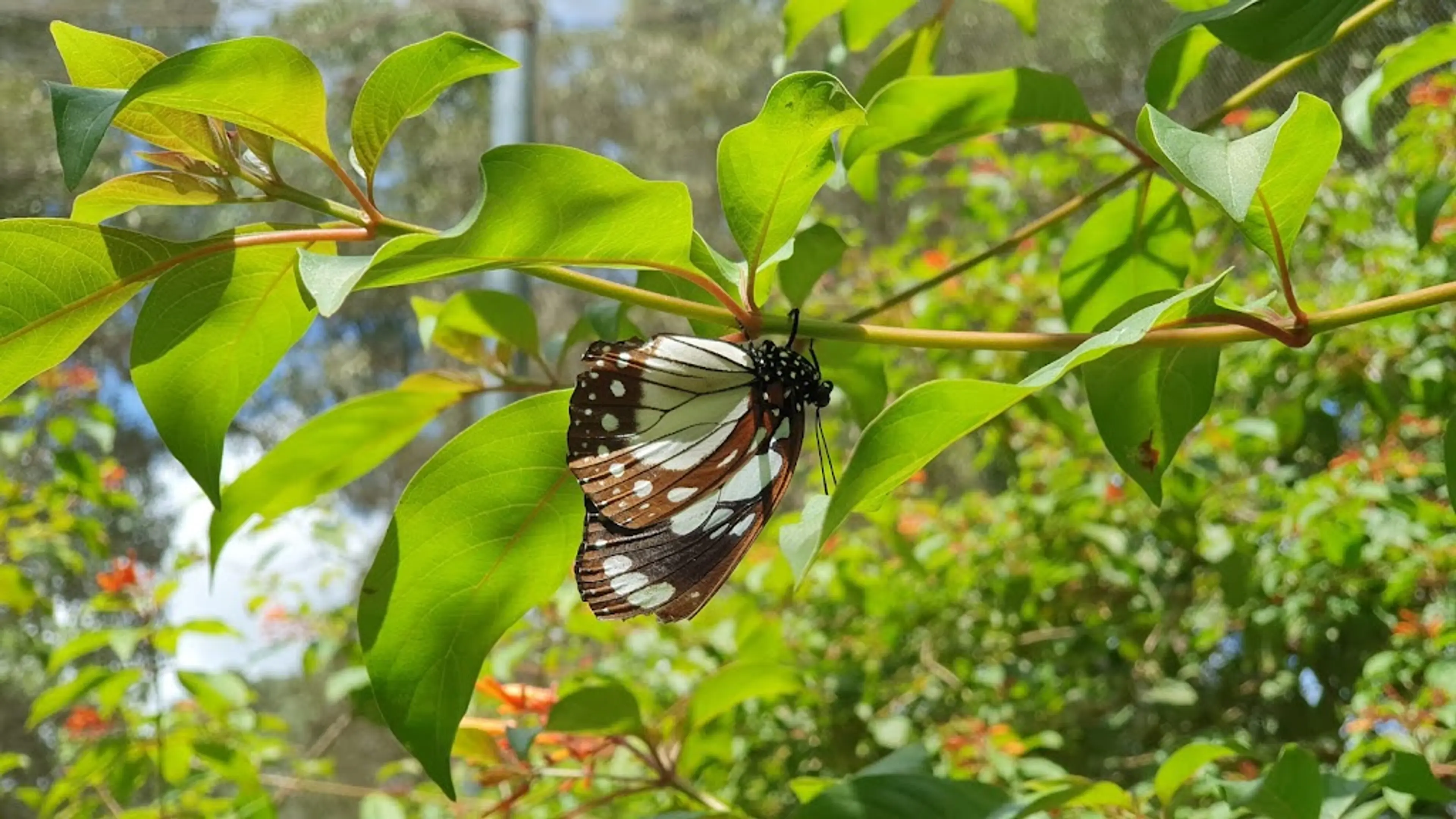 Butterfly Centre in Pete