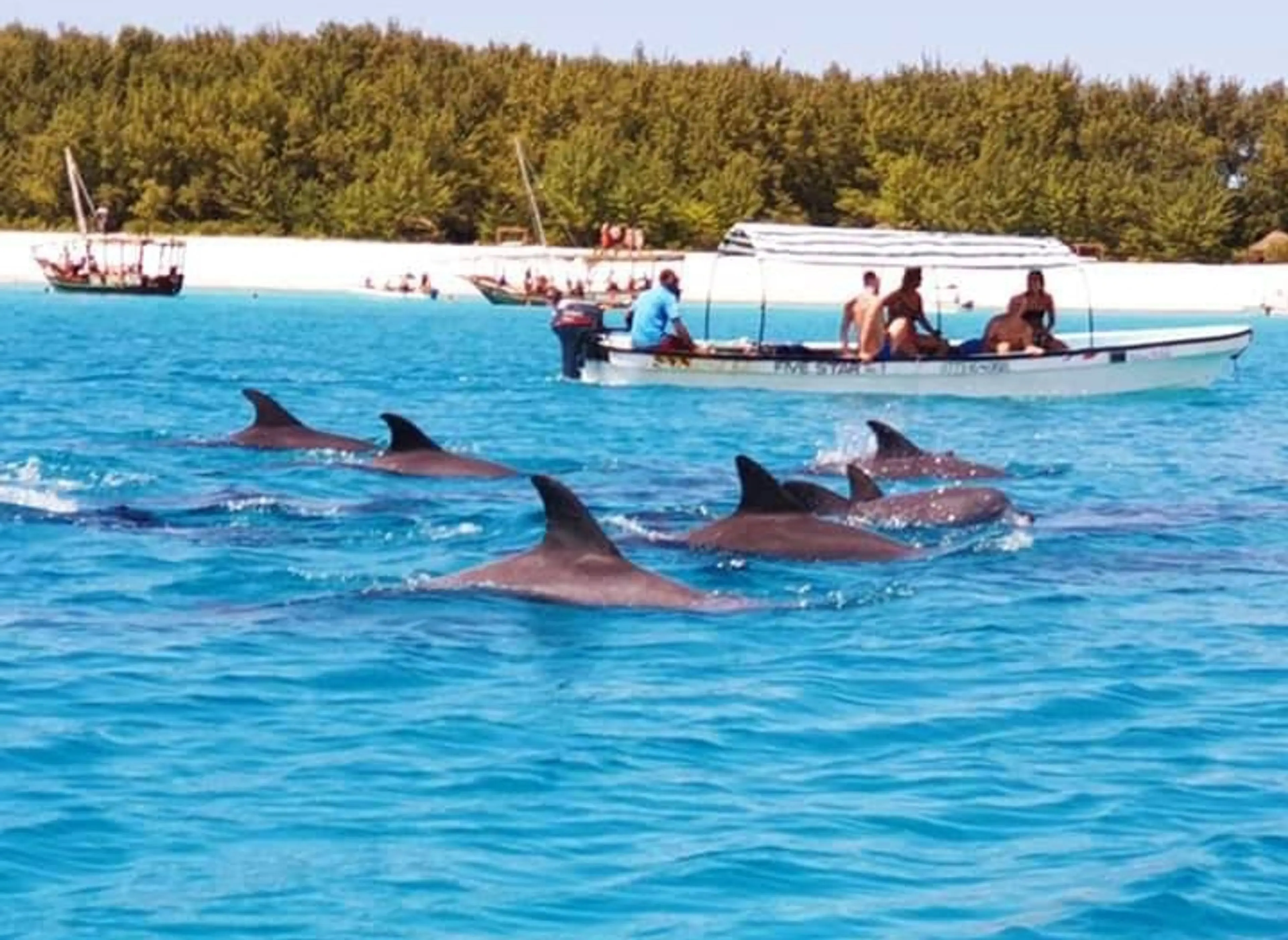 Dolphin tour in Kizimkazi