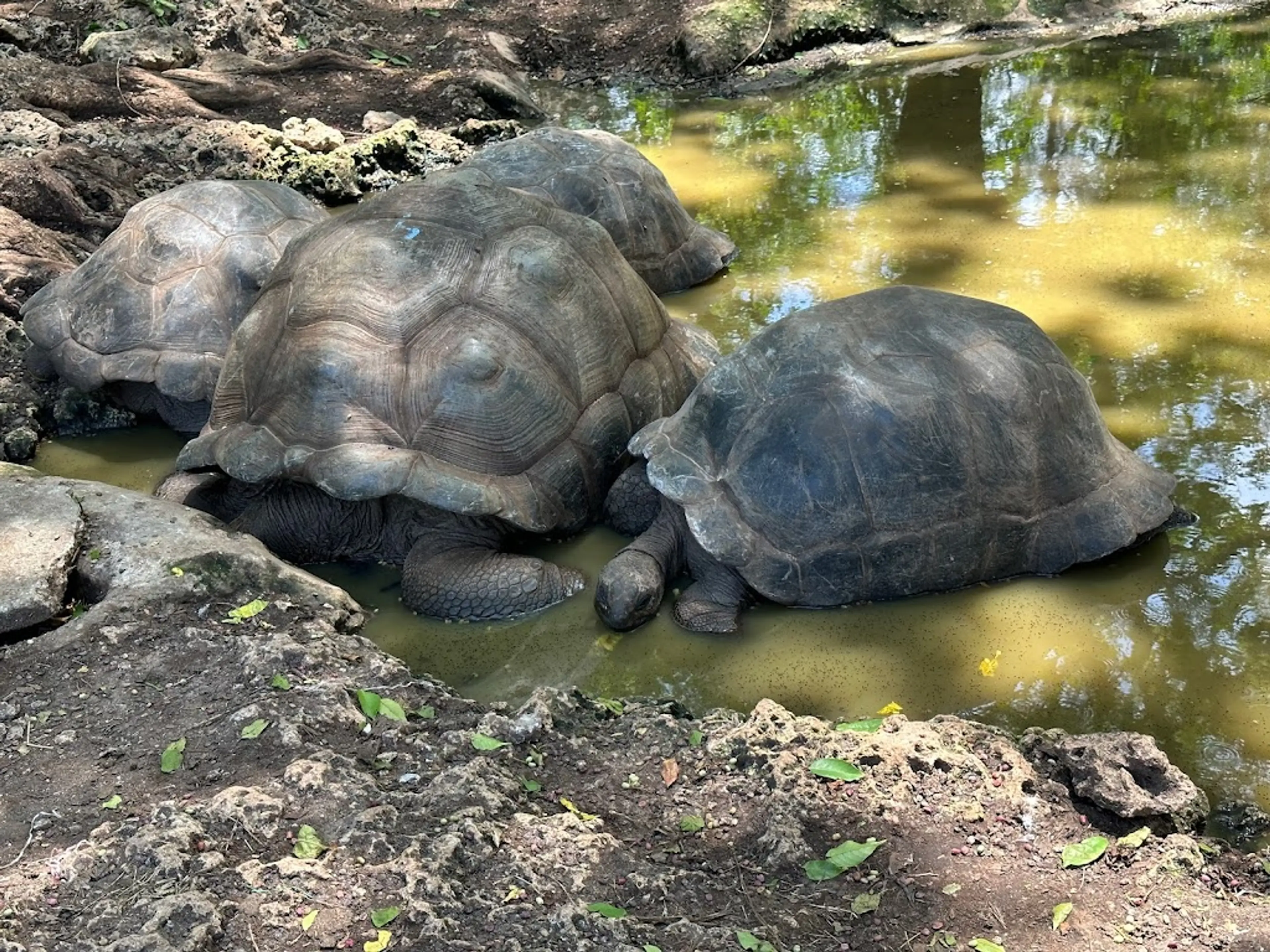 Giant tortoises