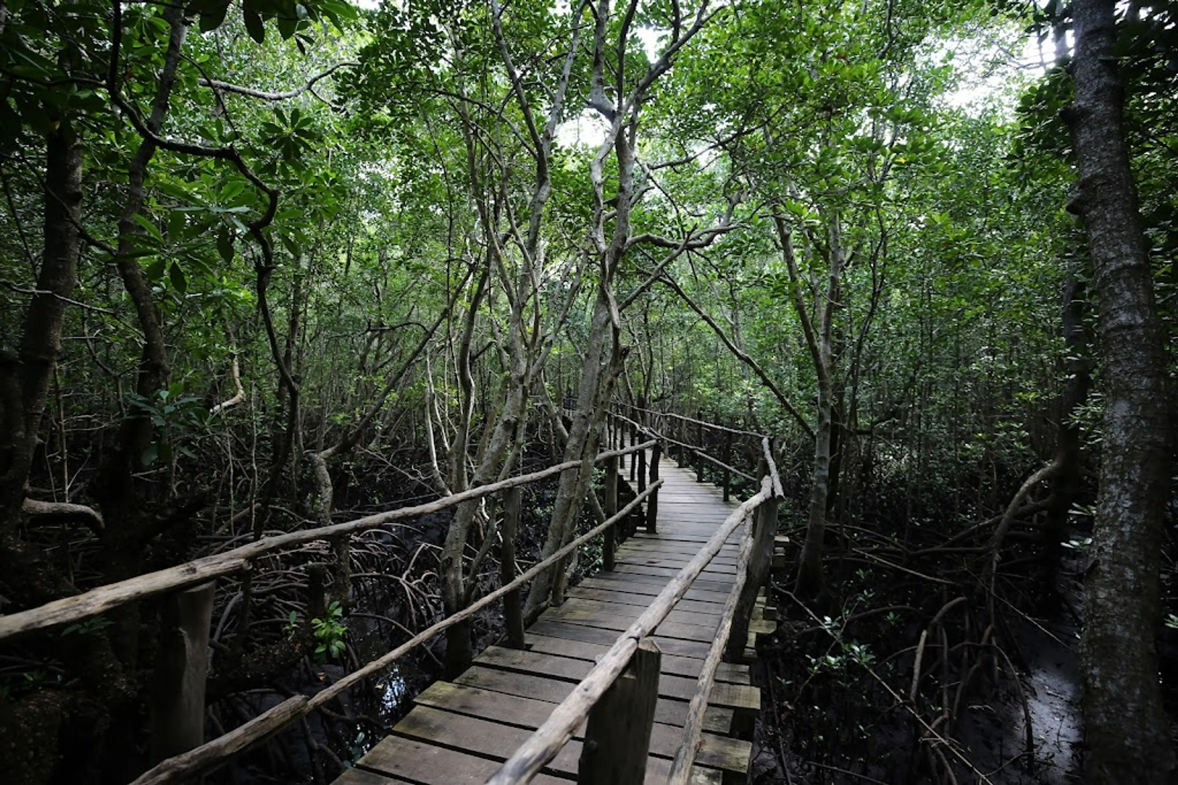 Jozani Chwaka Bay National Park