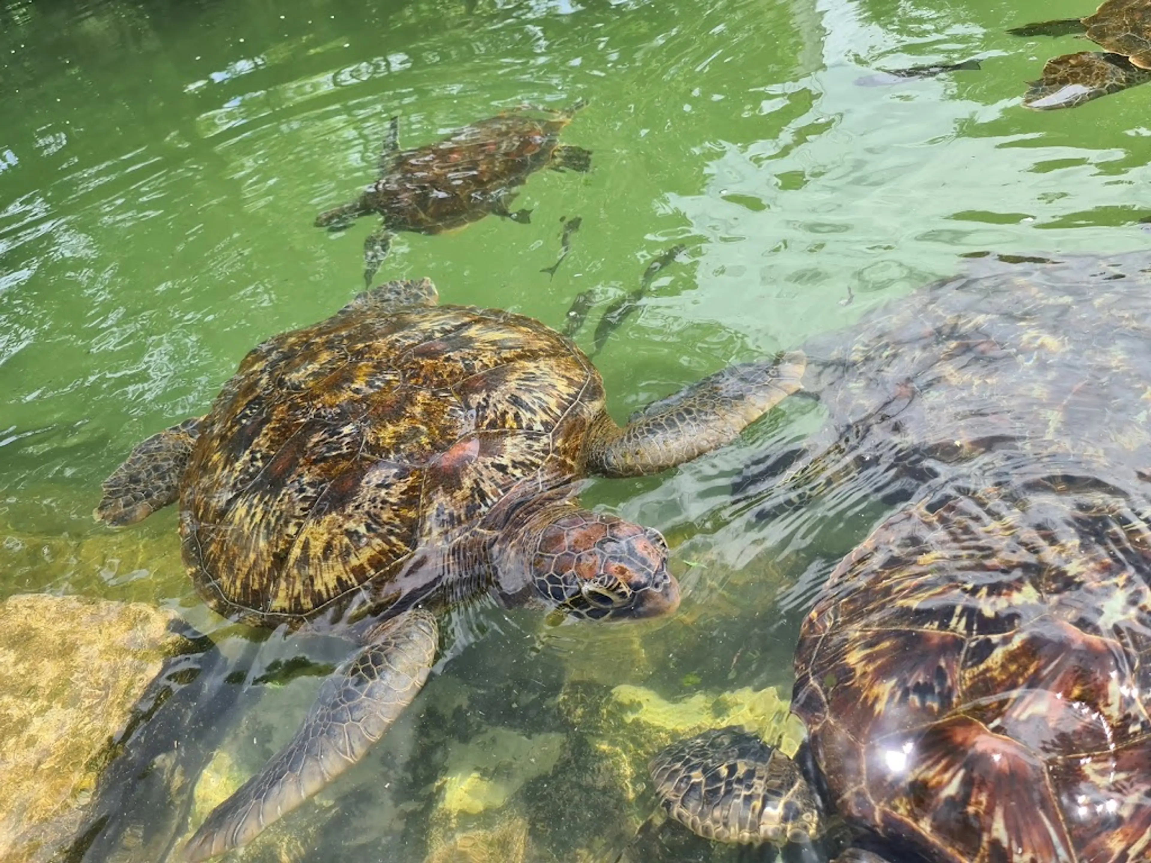 Mnarani Marine Turtle Conservation Pond