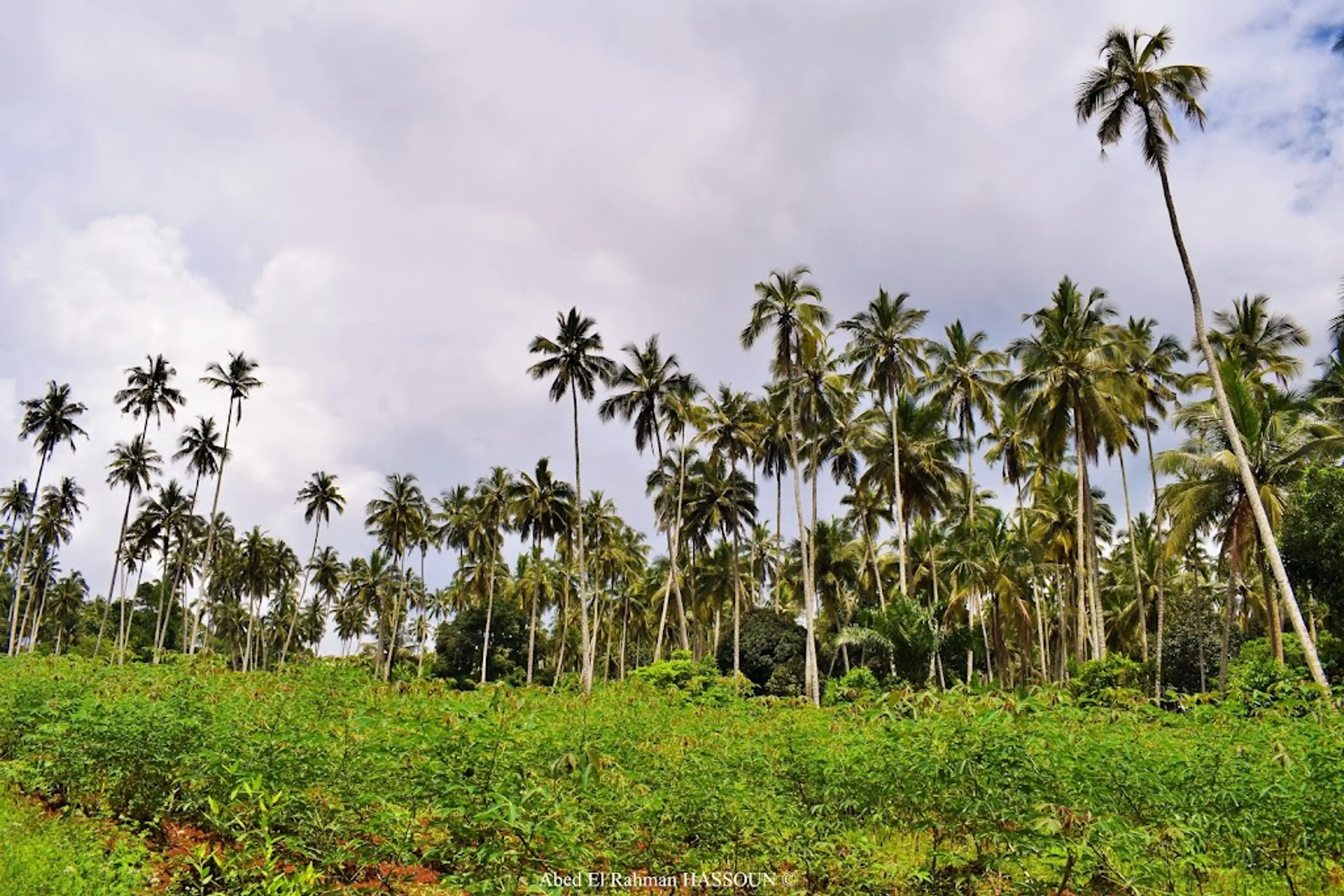 Spice Farms