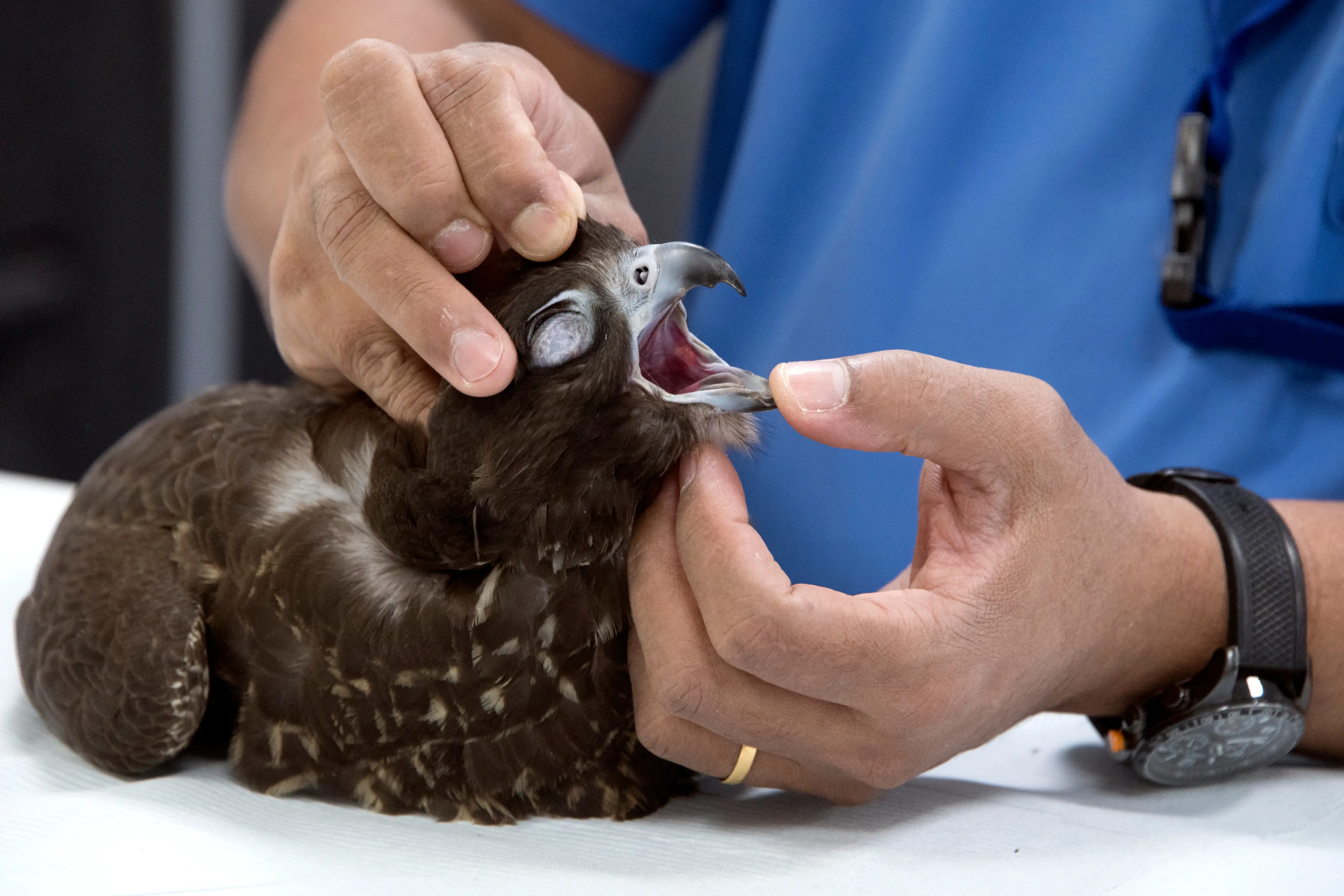 Abu Dhabi Falcon Hospital