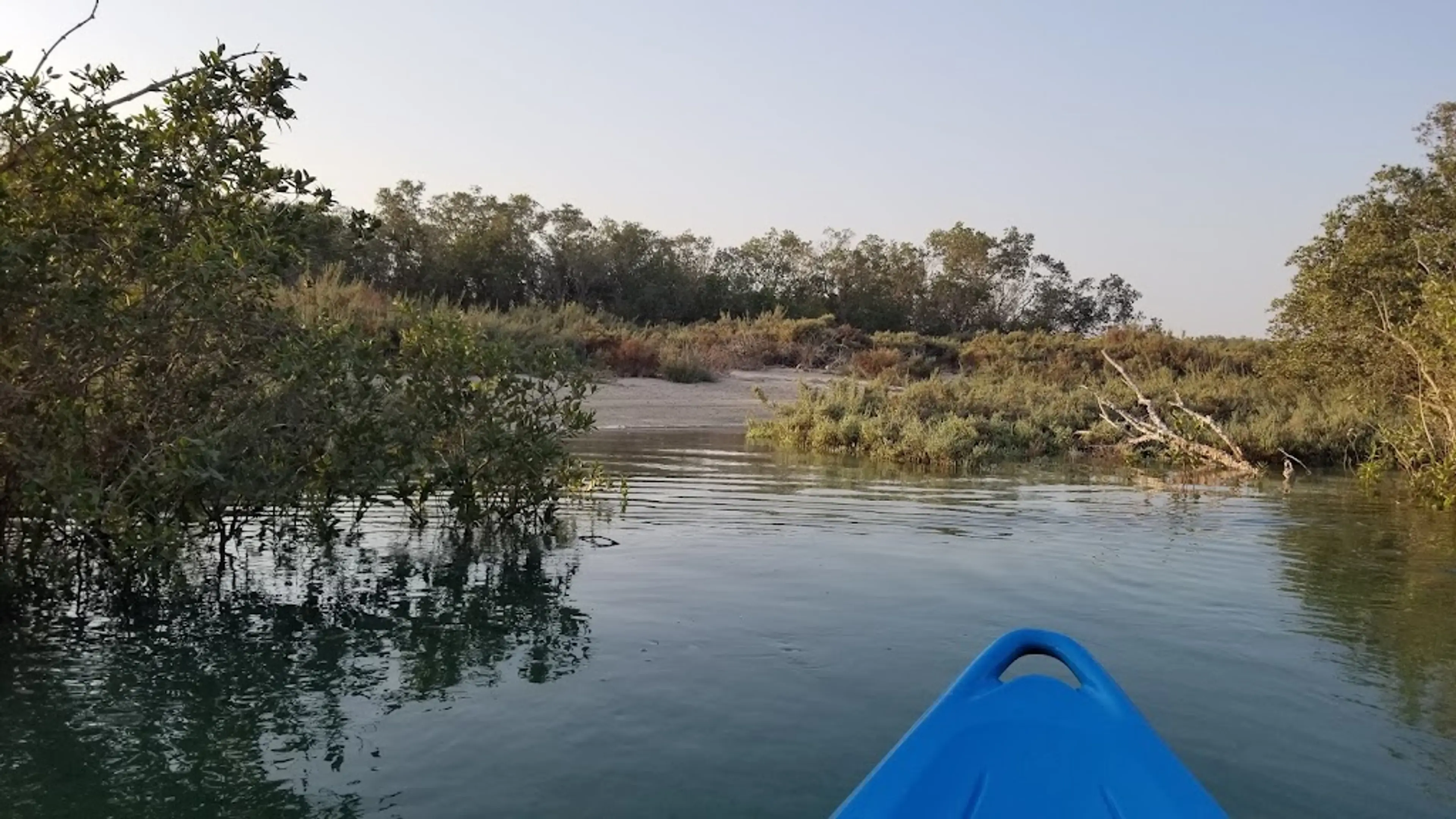 Mangrove Forests