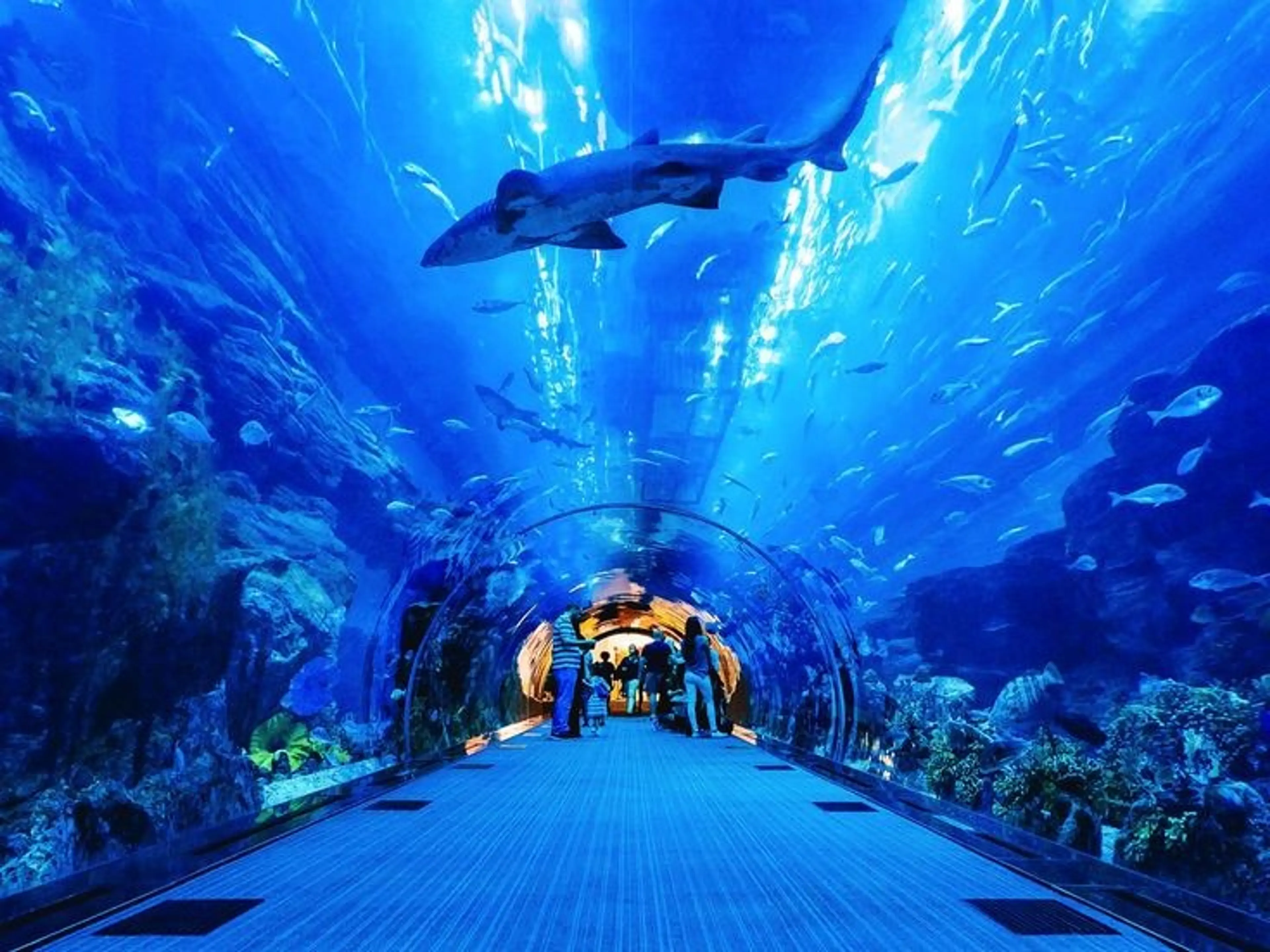 Dubai Aquarium & Underwater Zoo