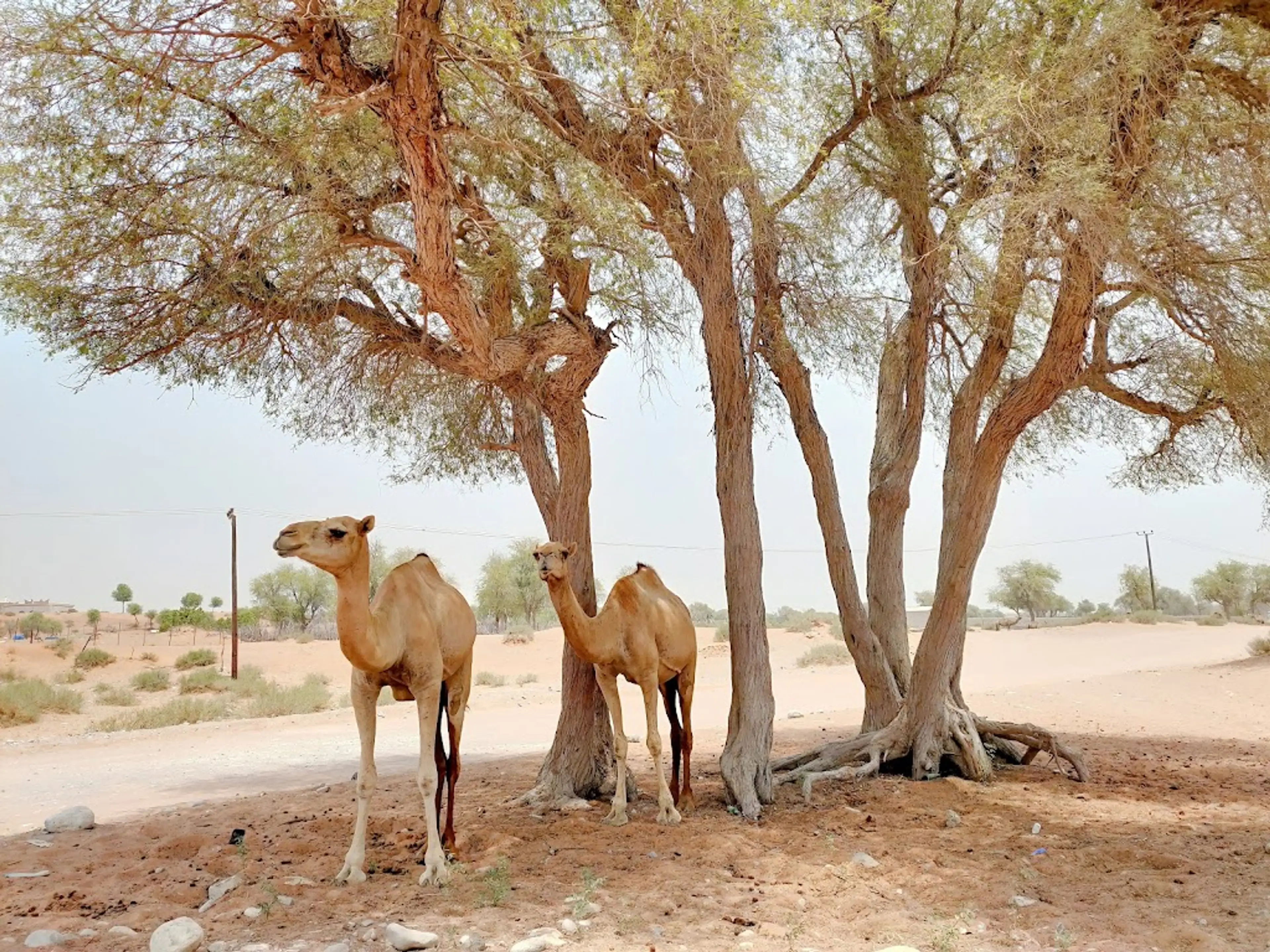 Camel Farm