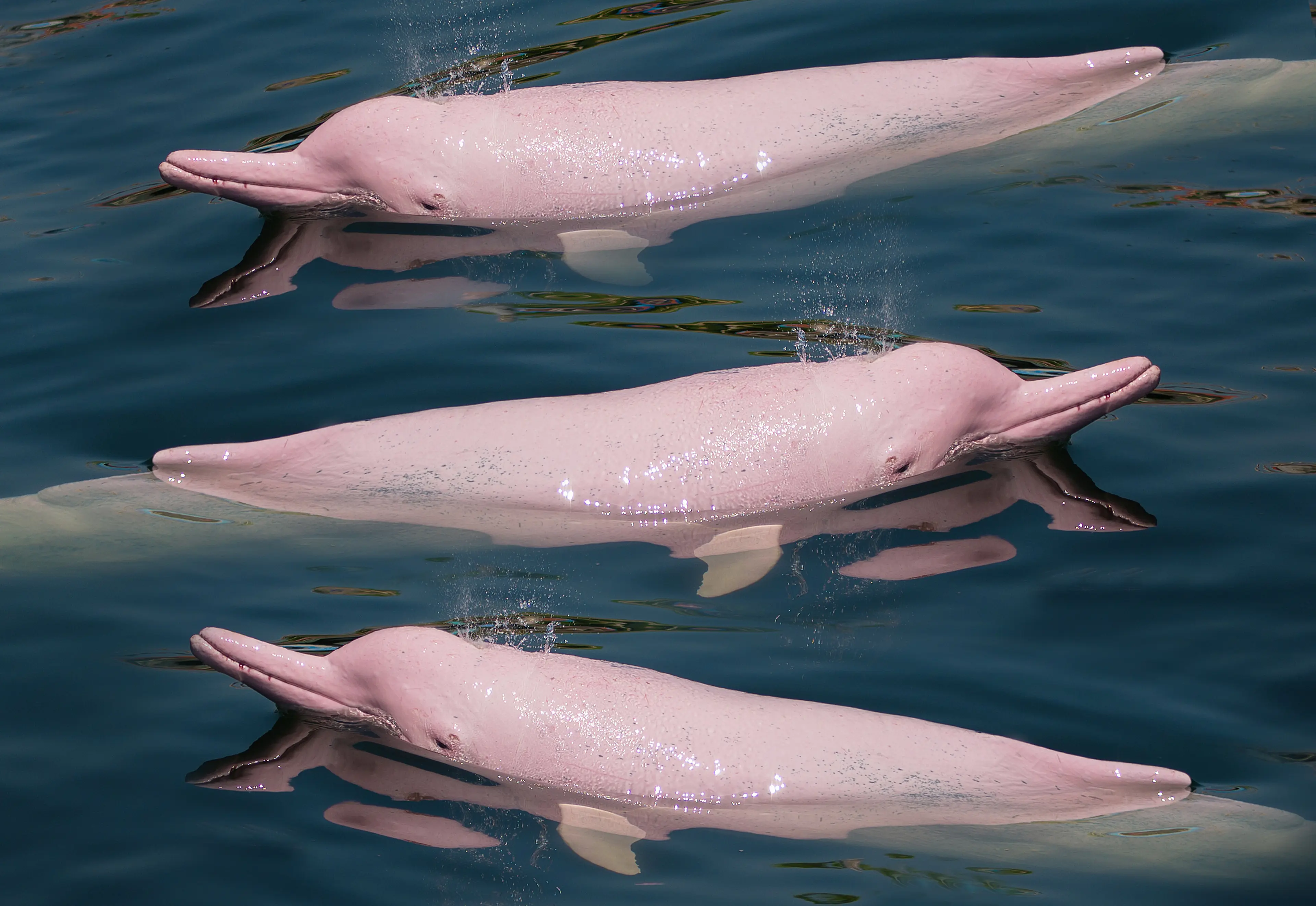 Pink Dolphins