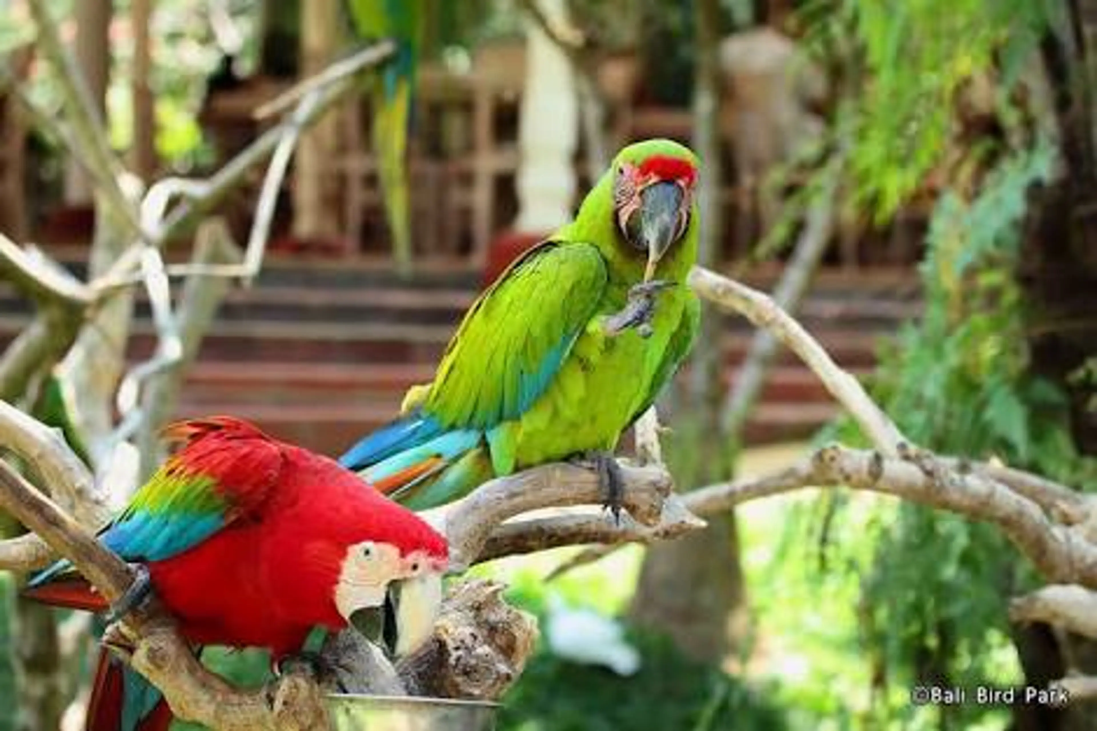 Bali Bird Park
