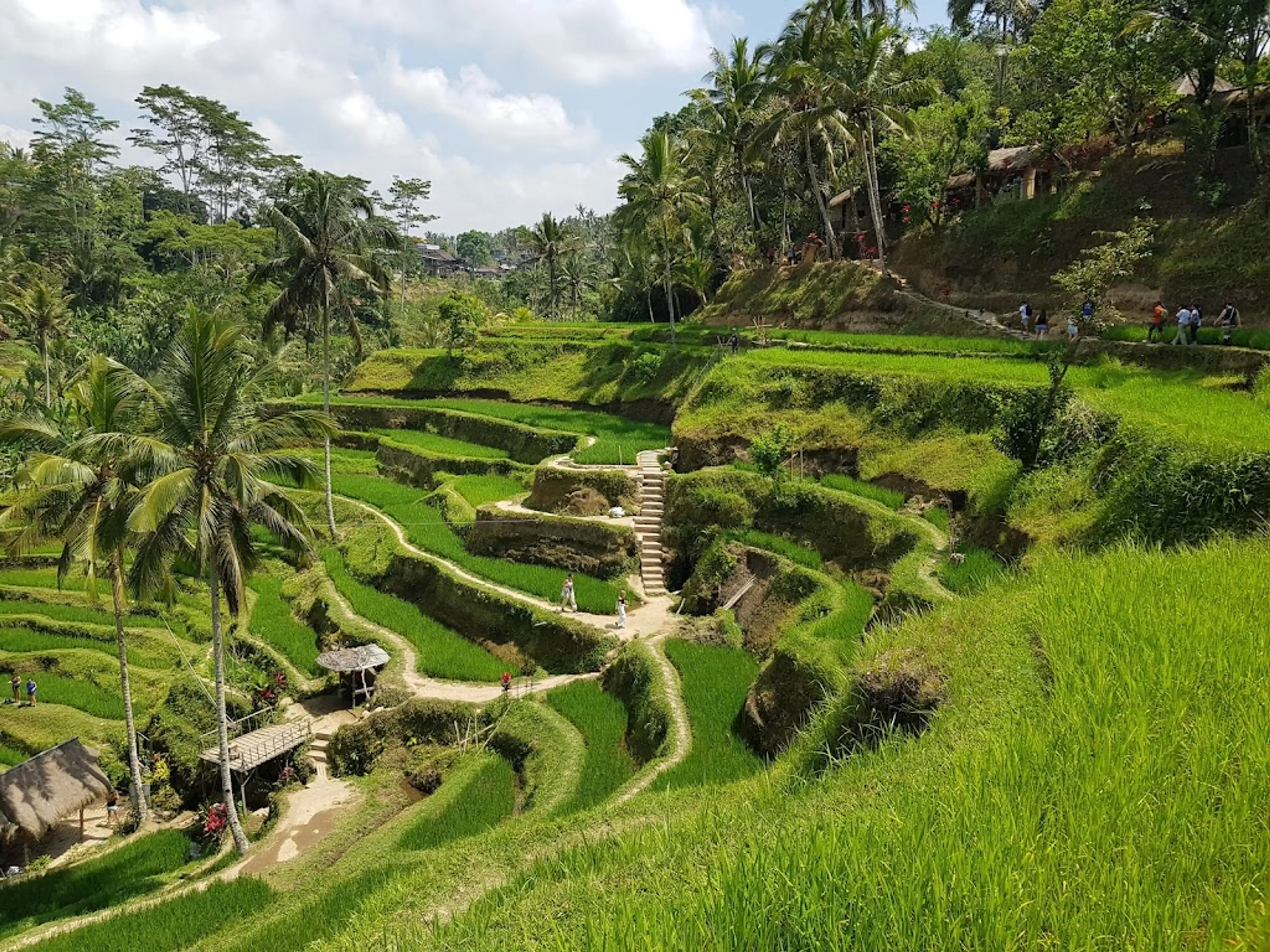 Rice Terraces of Ubud